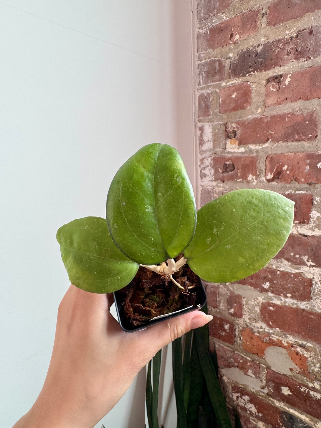 Hoya Dischidia Acutifolia SP. Papua New Guinea 7925