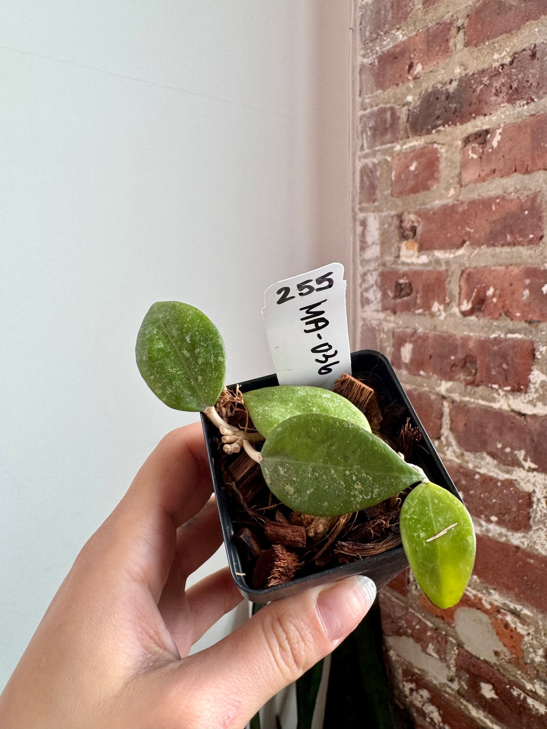 Hoya MA-036 7926