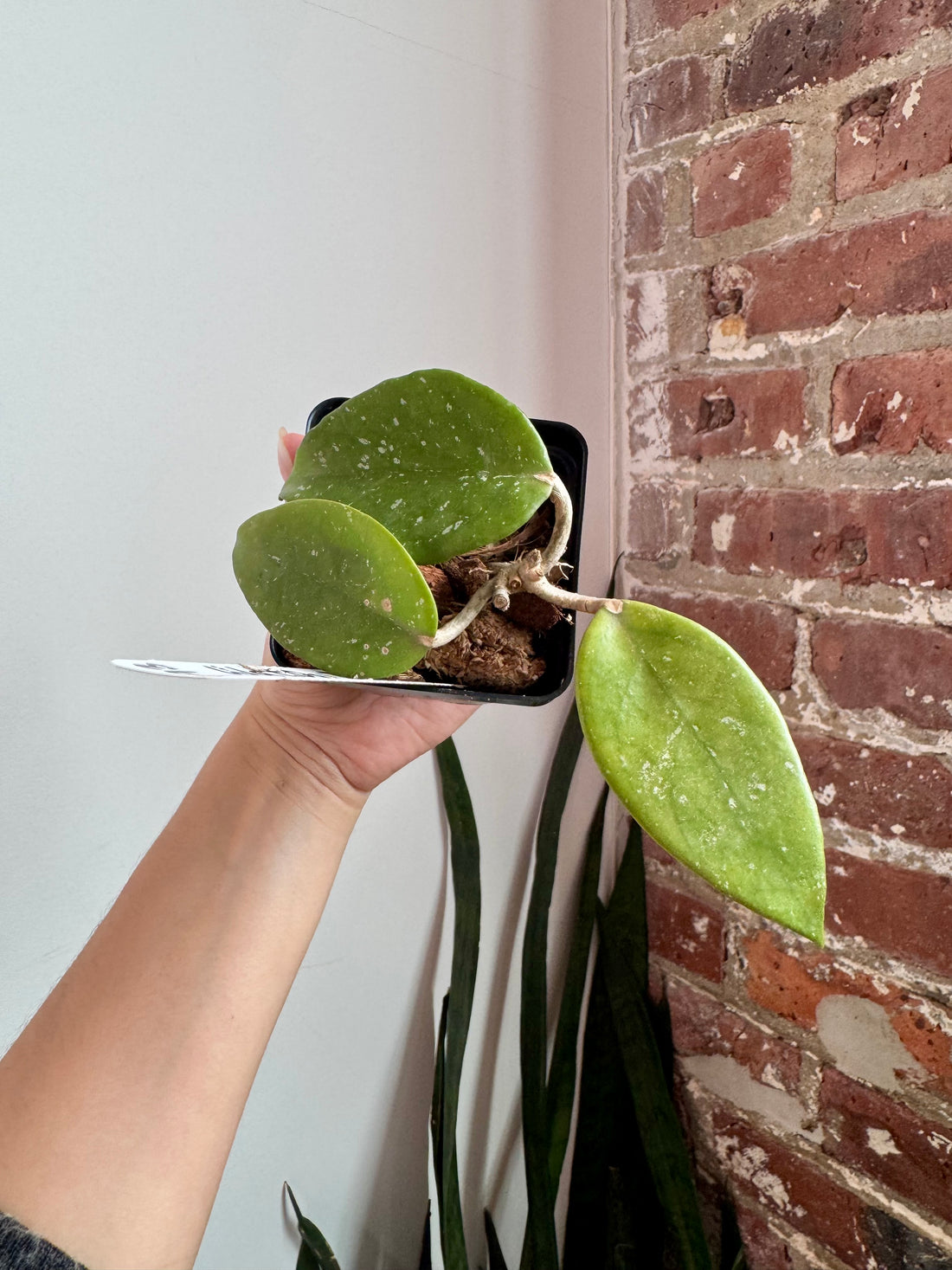 Hoya Wat Doi Tung 7927