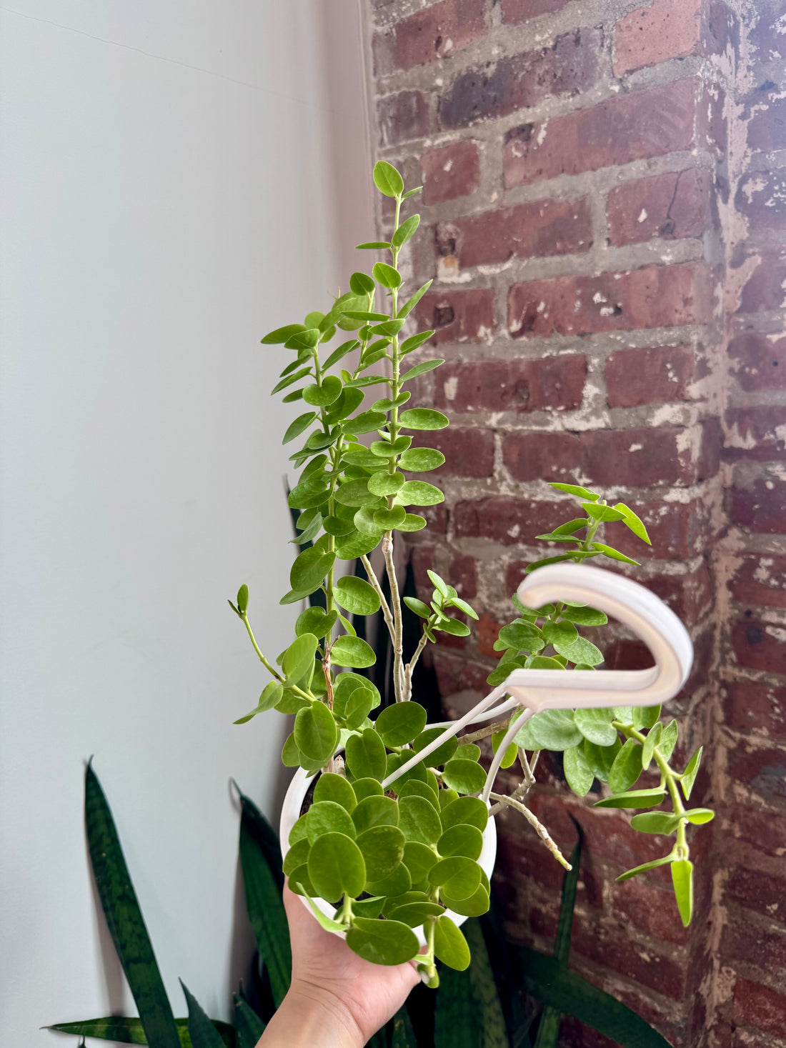 Hoya Cummingiana 7912