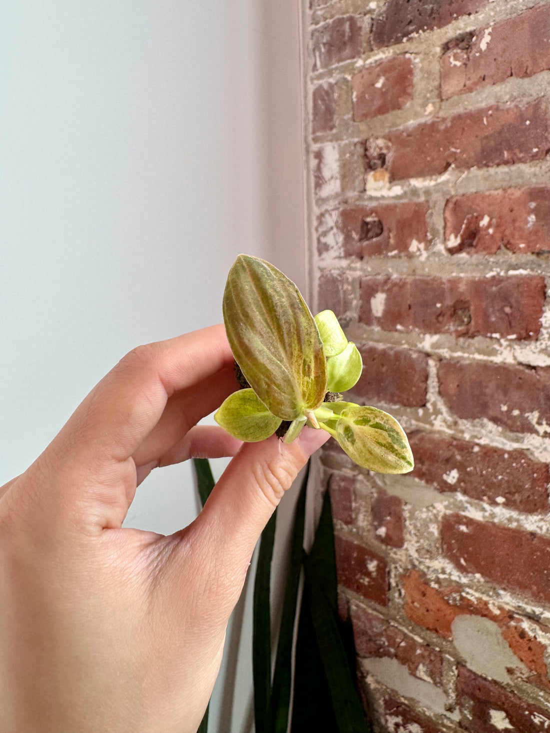 Philodendron Melanochrysum Orange 7897