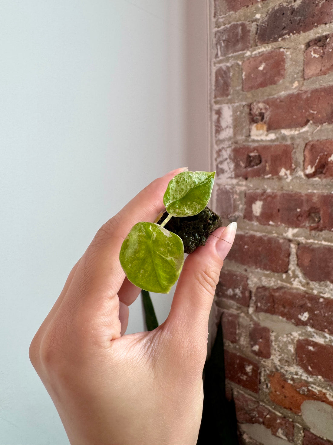 Alocasia Odora Batik 7900