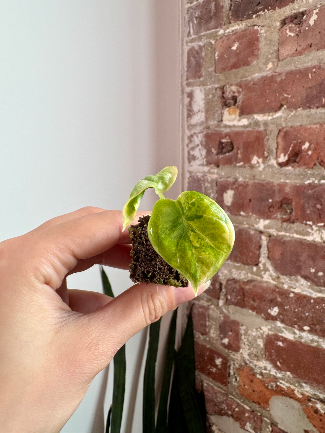 Alocasia Silver Dragon Aurea 7901