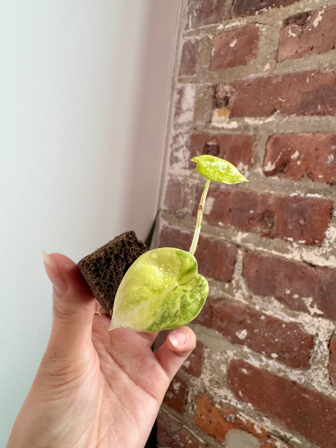 Alocasia Silver Dragon Aurea 7902