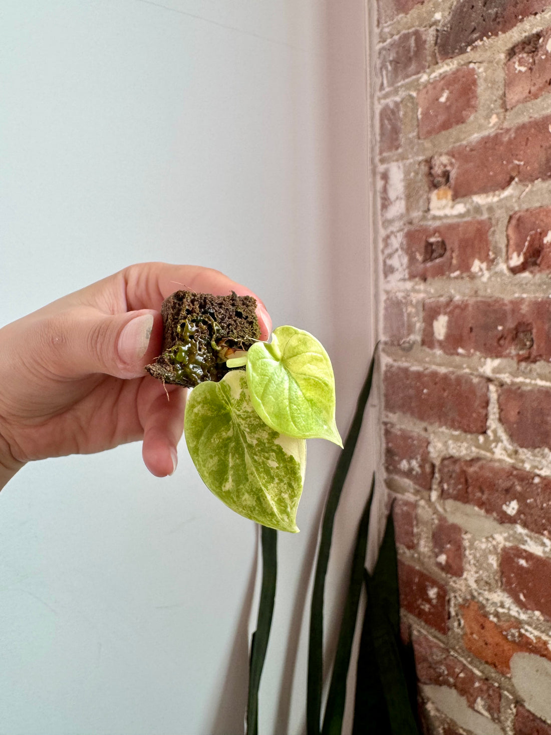 Alocasia Silver Dragon Aurea 7903