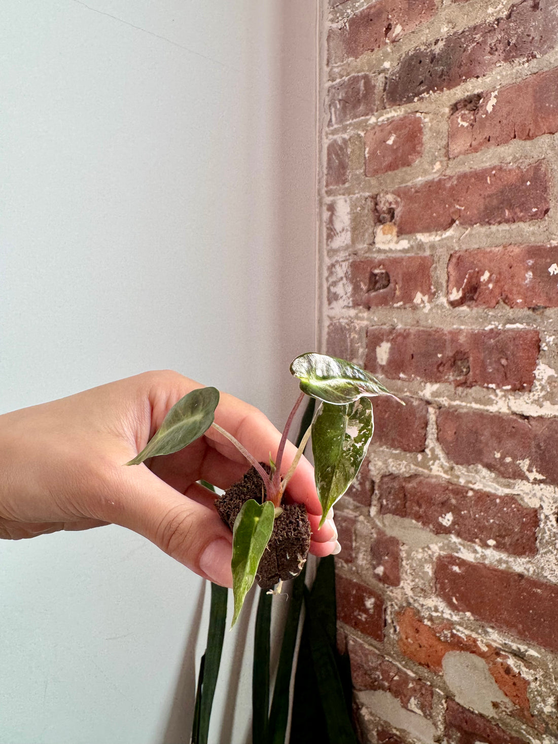 Alocasia Bambino Albo Pink 7908