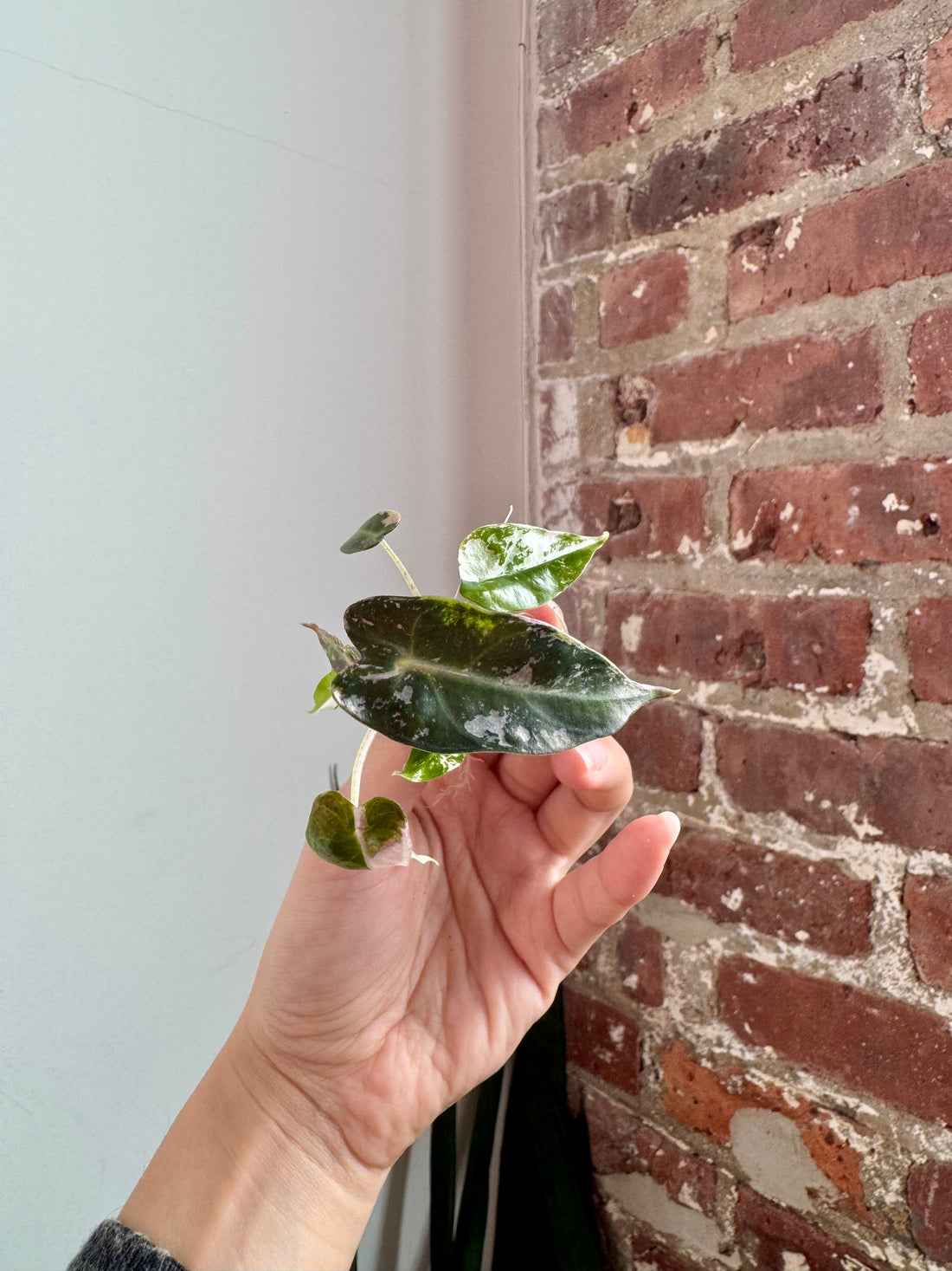 Alocasia Bambino Albo Pink 7909