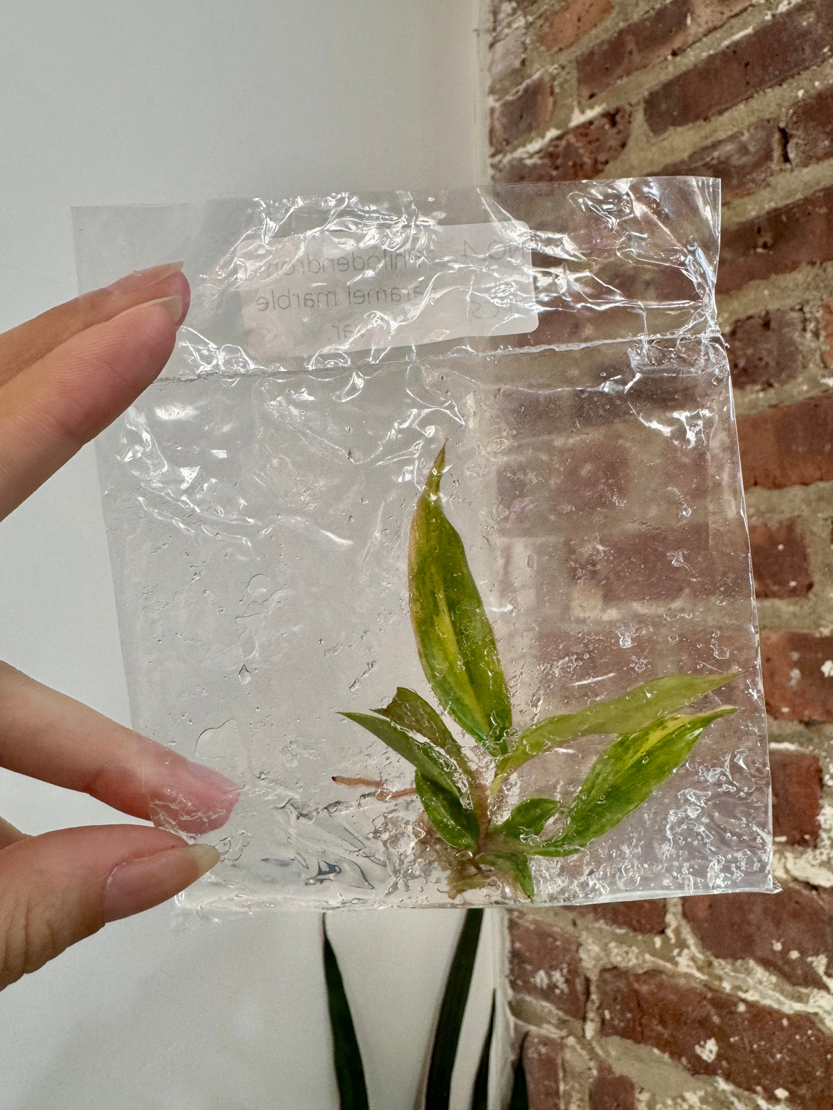 Philodendron Caramel Marble (Grower&