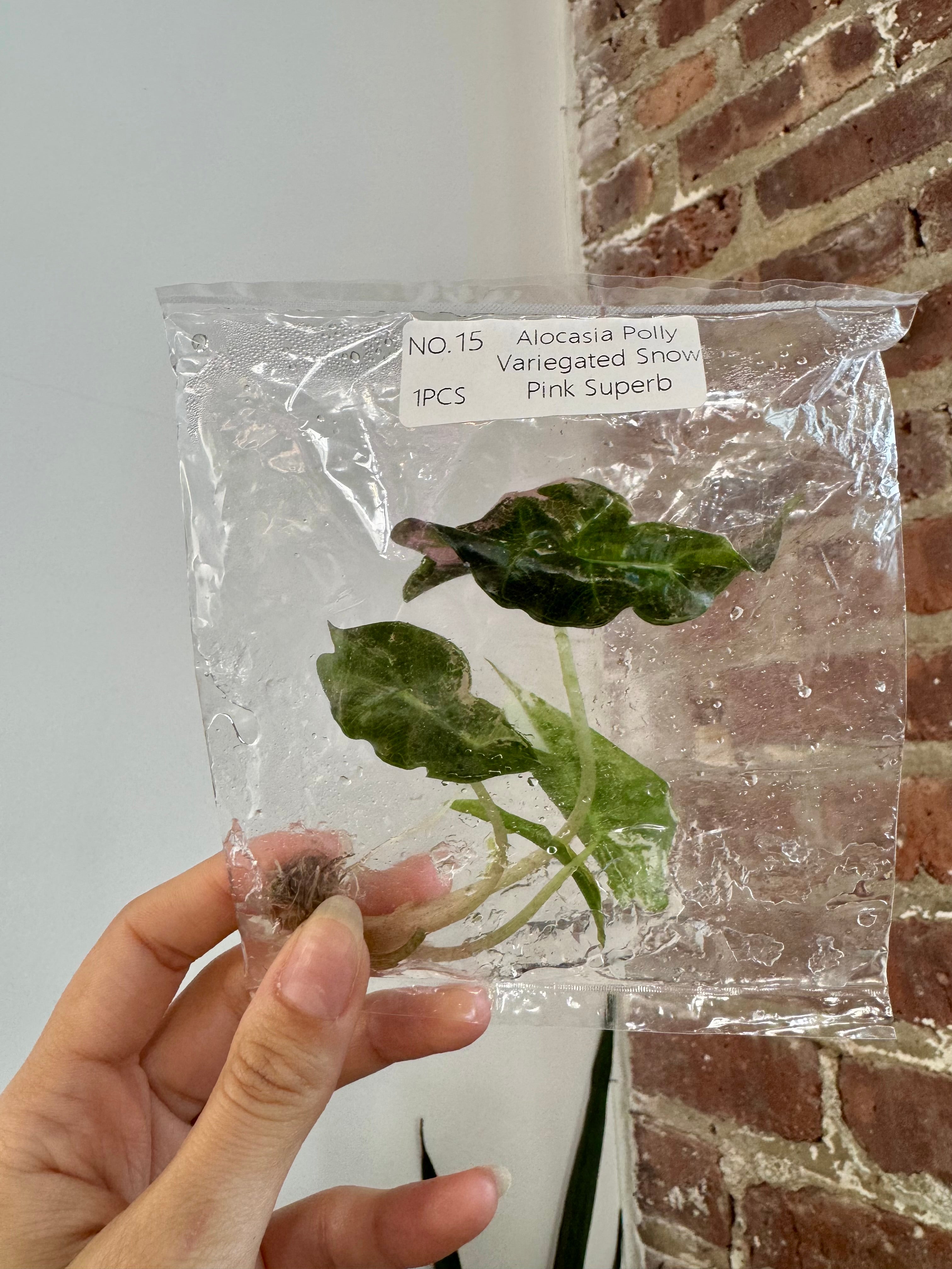 Alocasia Polly Snow Pink (Grower&