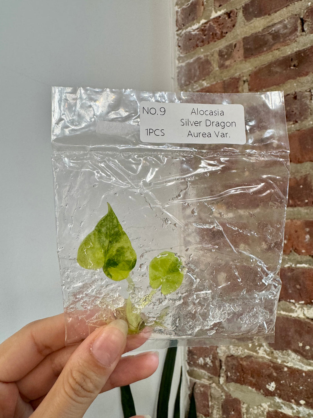 Alocasia Siver Dragon Aurea (Grower&