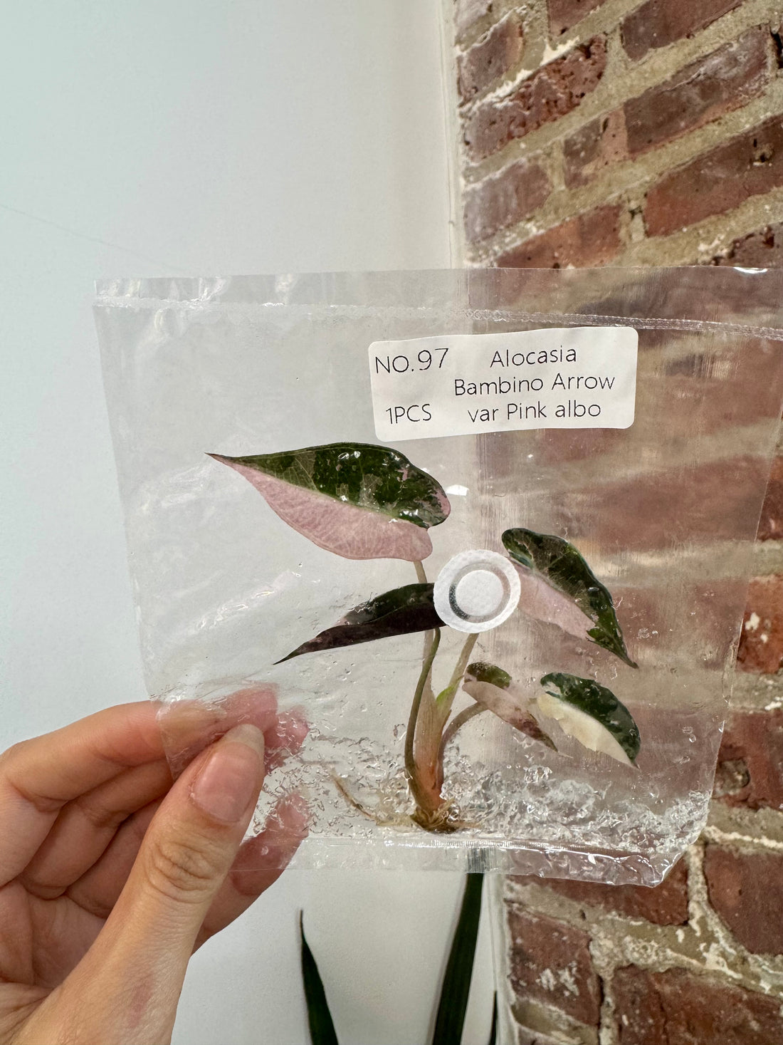 Alocasia Bambino Albo Pink (Grower&