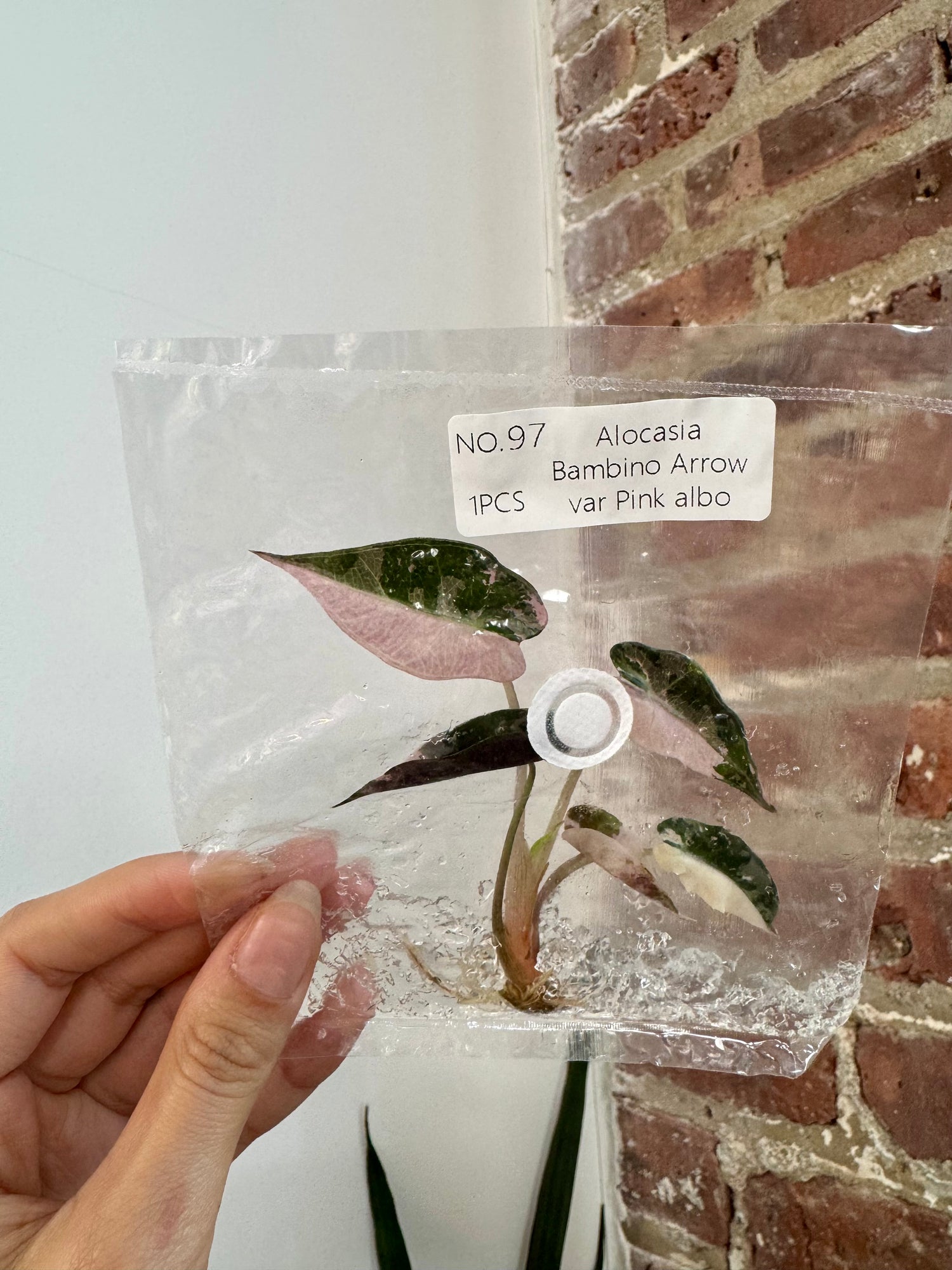 Alocasia Bambino Albo Pink (Grower&