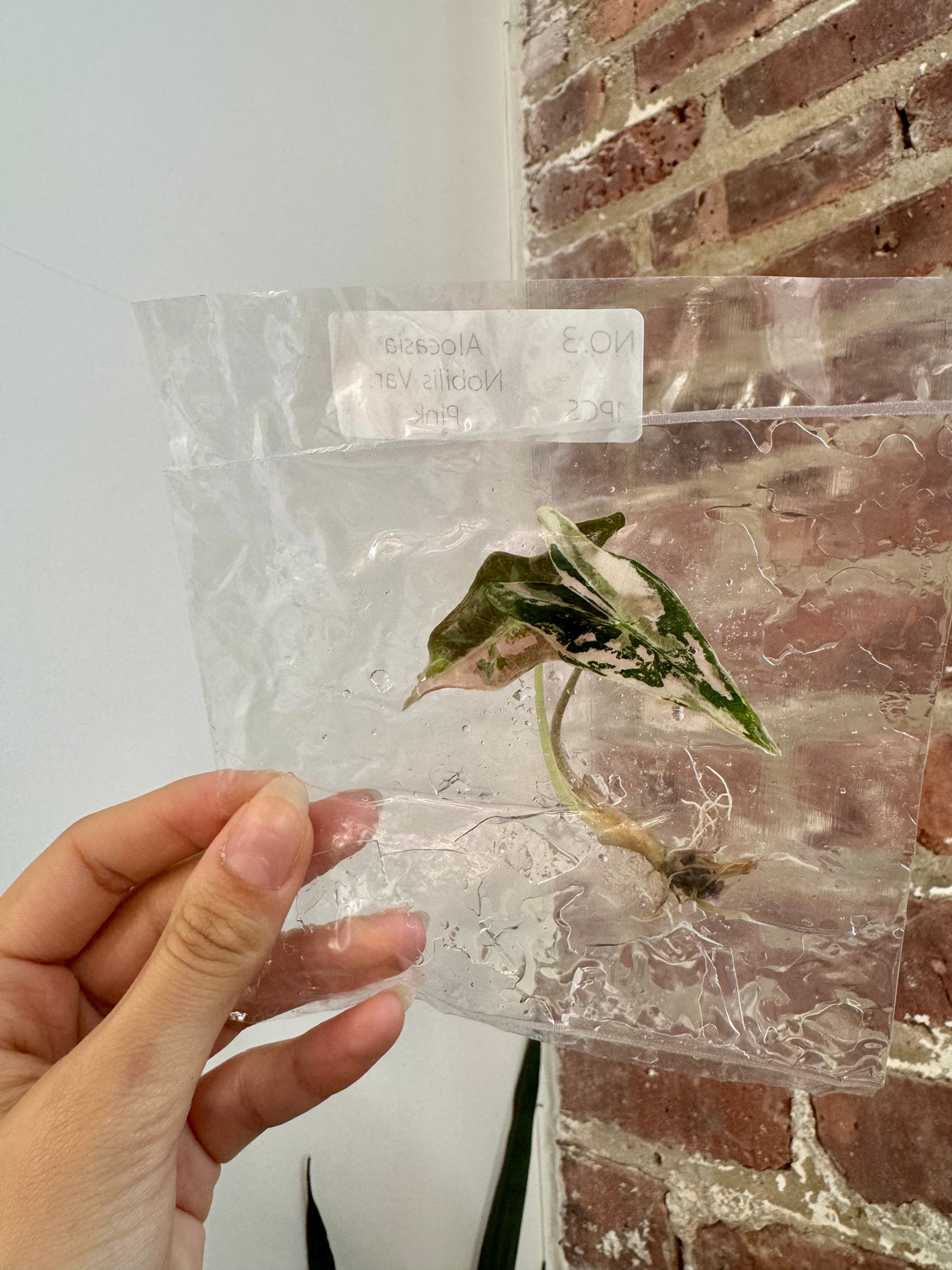 Alocasia Pink Nobilis (Grower&