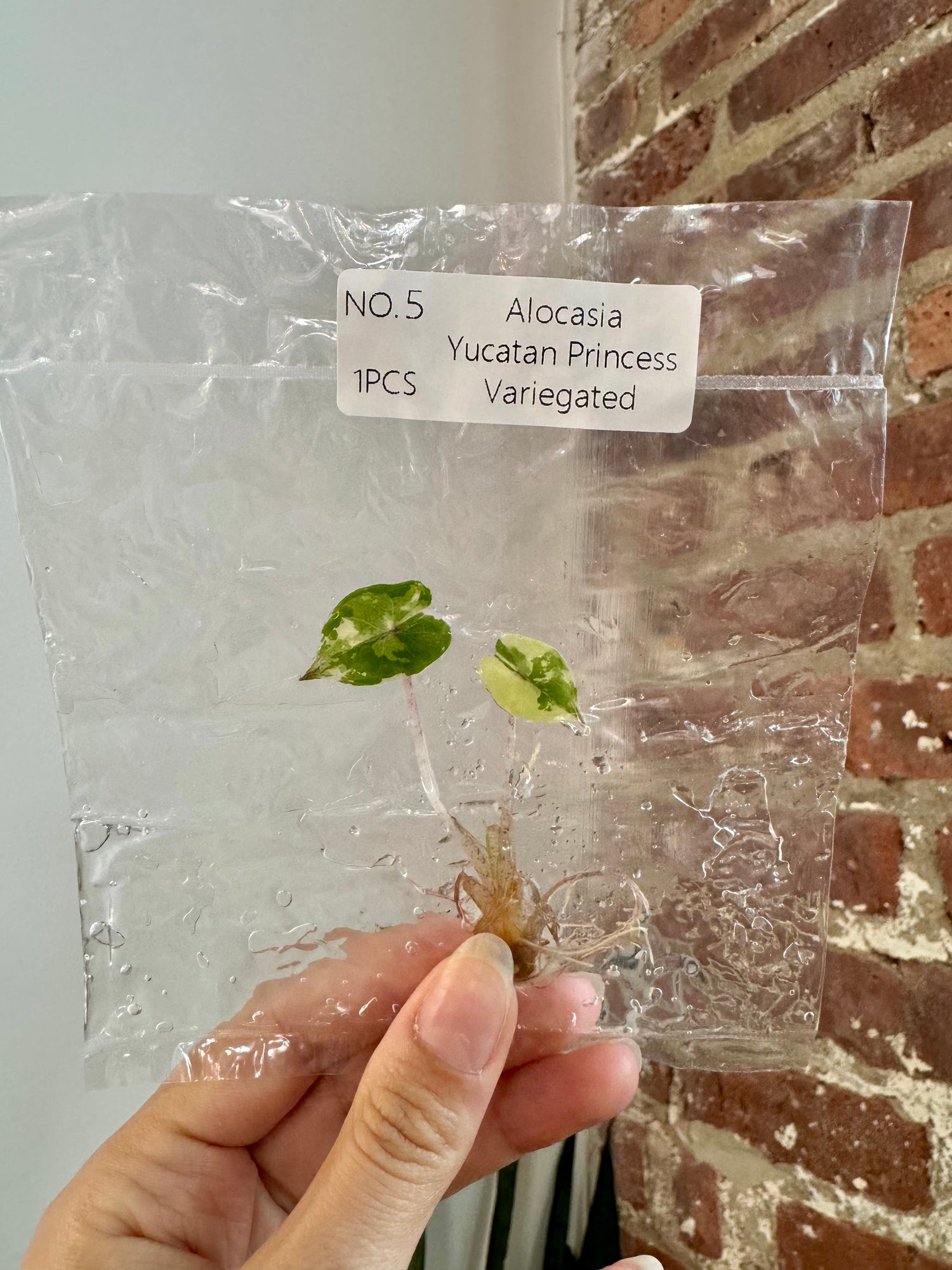 Alocasia Yucatan Princess Var. Albo (Grower&