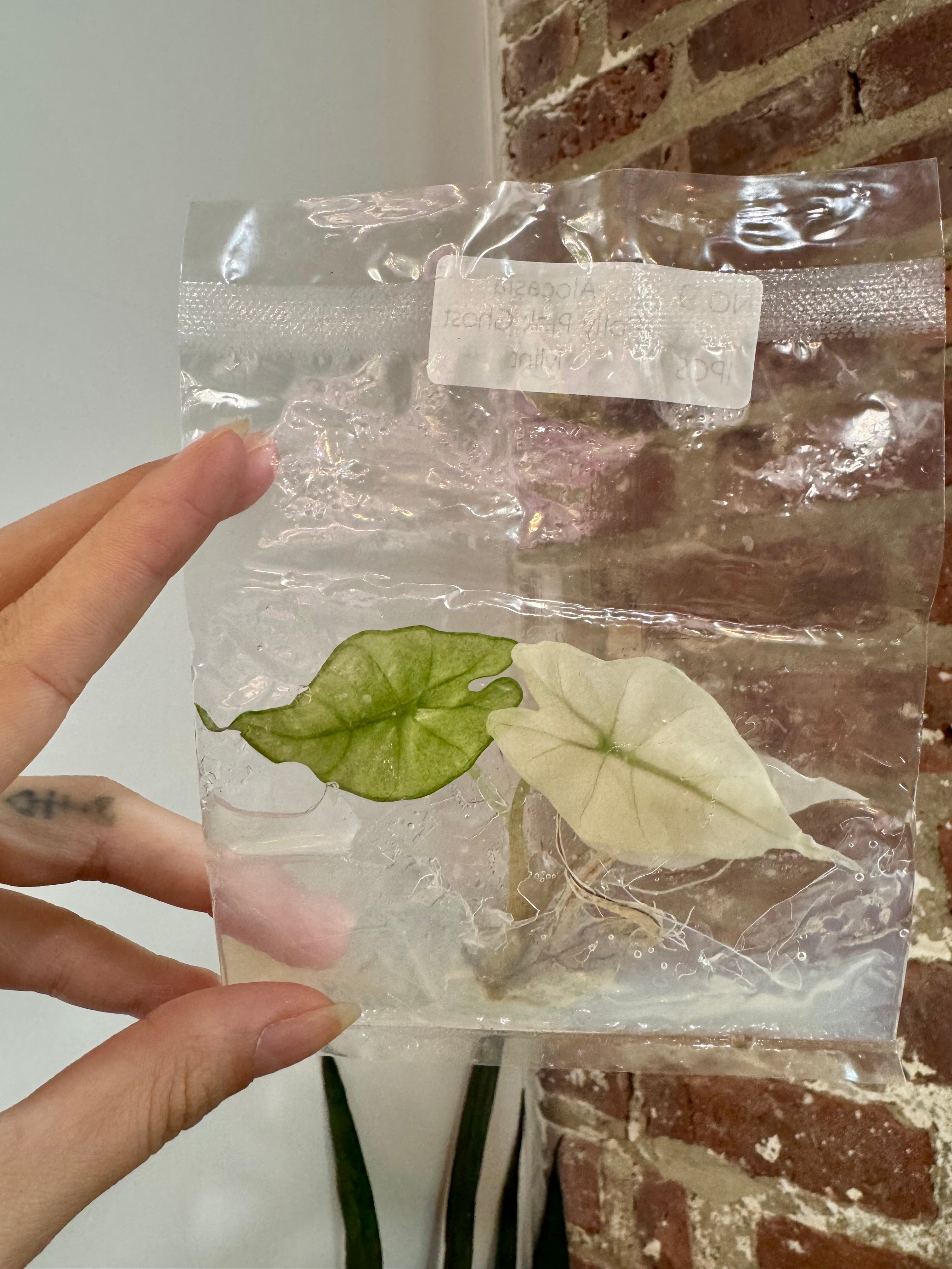 Alocasia Polly Pink Mint (Grower&