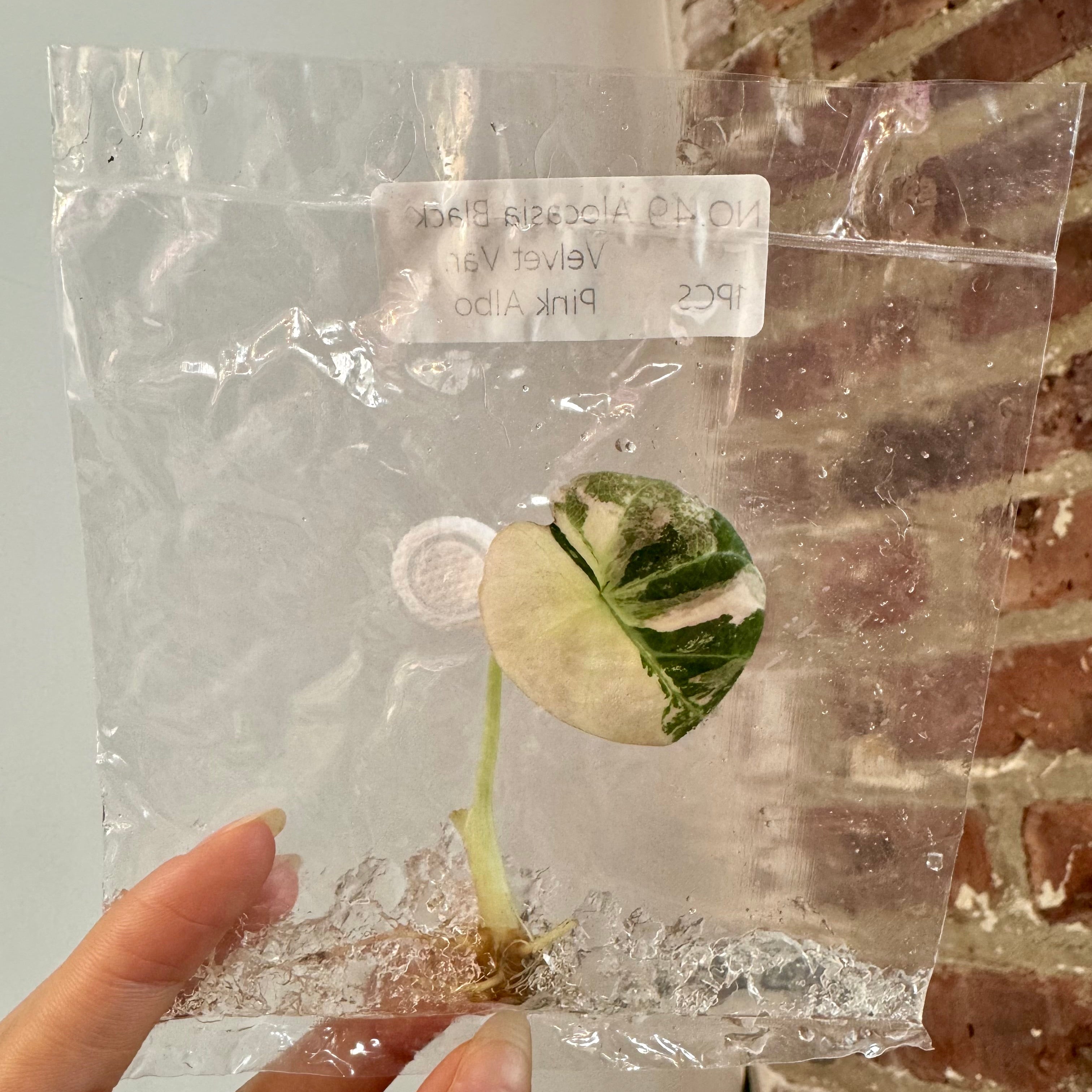 Products – Page 3 – PlantTheStudio