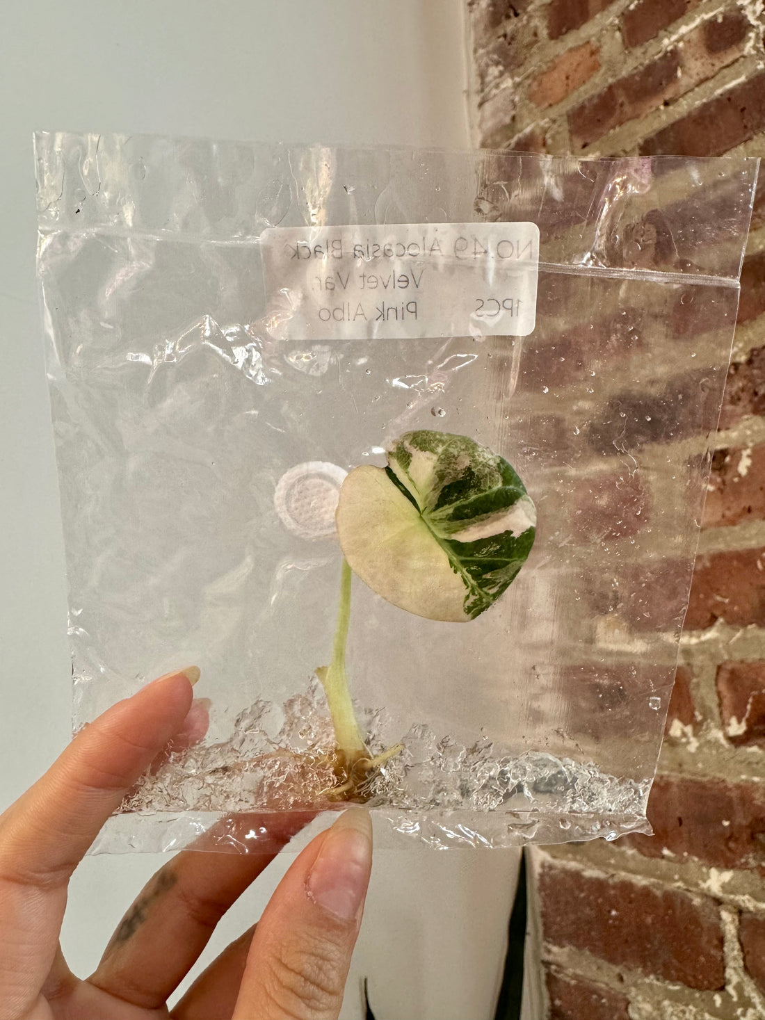 Alocasia Pink Black Velvet (Grower&