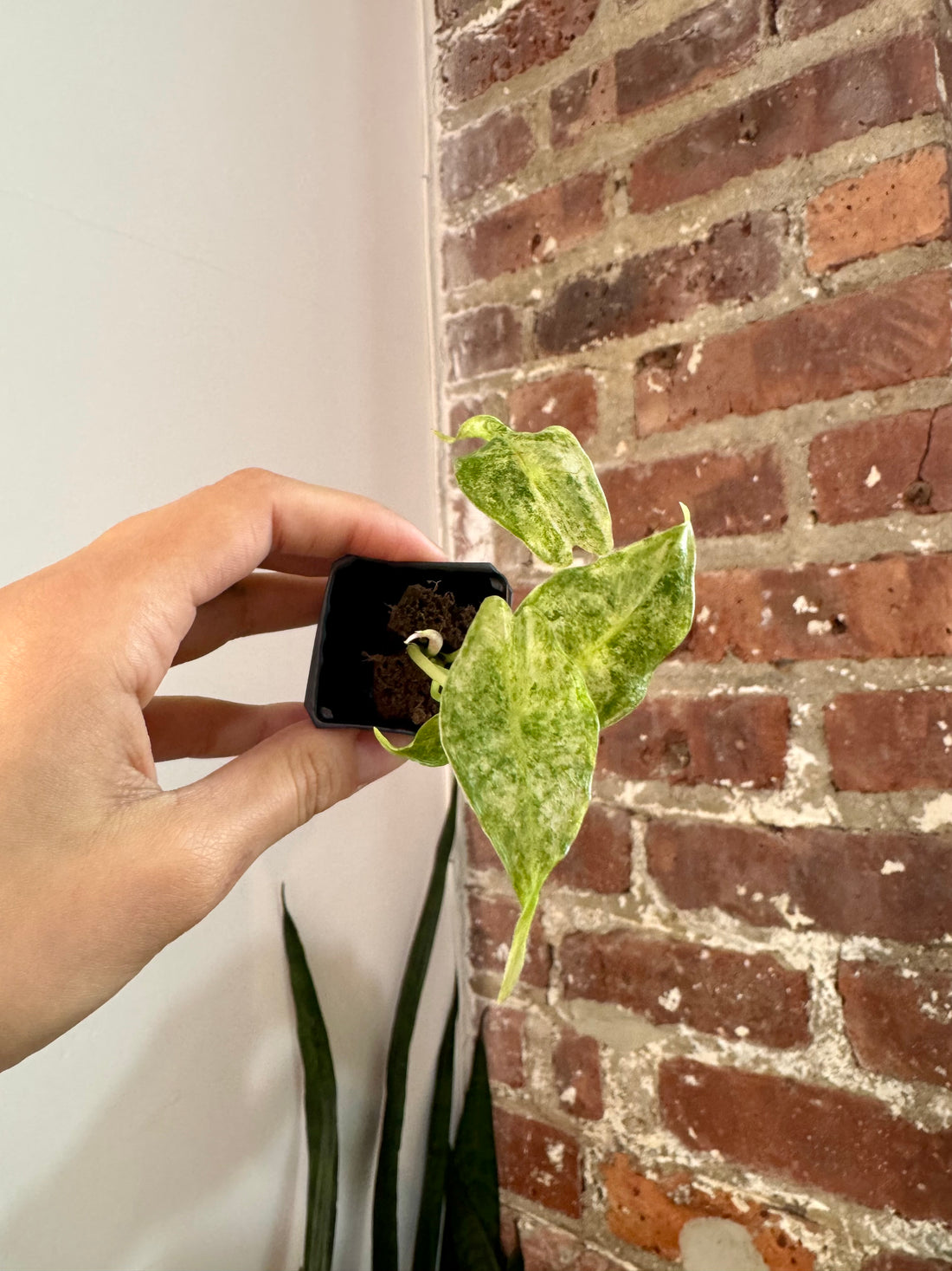 Alocasia Black Satun "Stardust" 8153