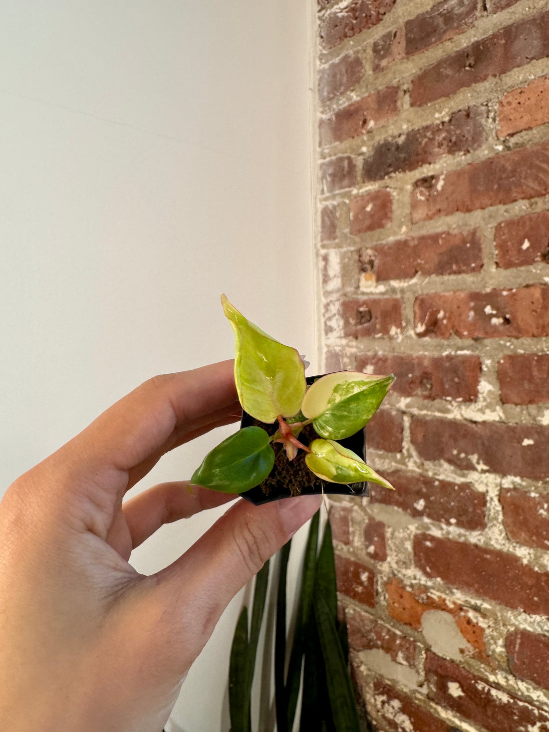 Philodendron Florida Beauty x Billietiae "Jennifer" 8505
