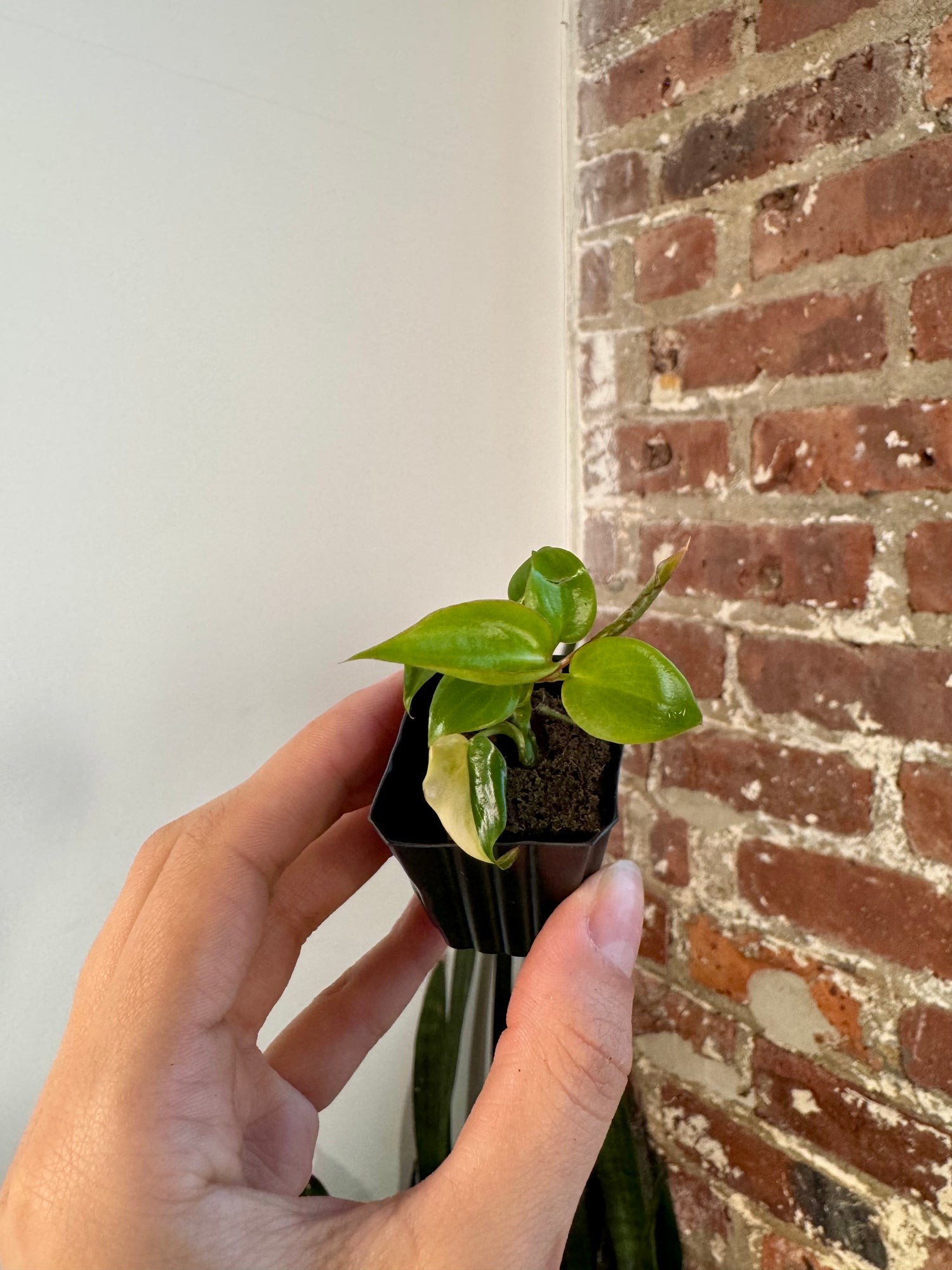 Philodendron Florida Beauty x Billietiae "Jennifer" 8507