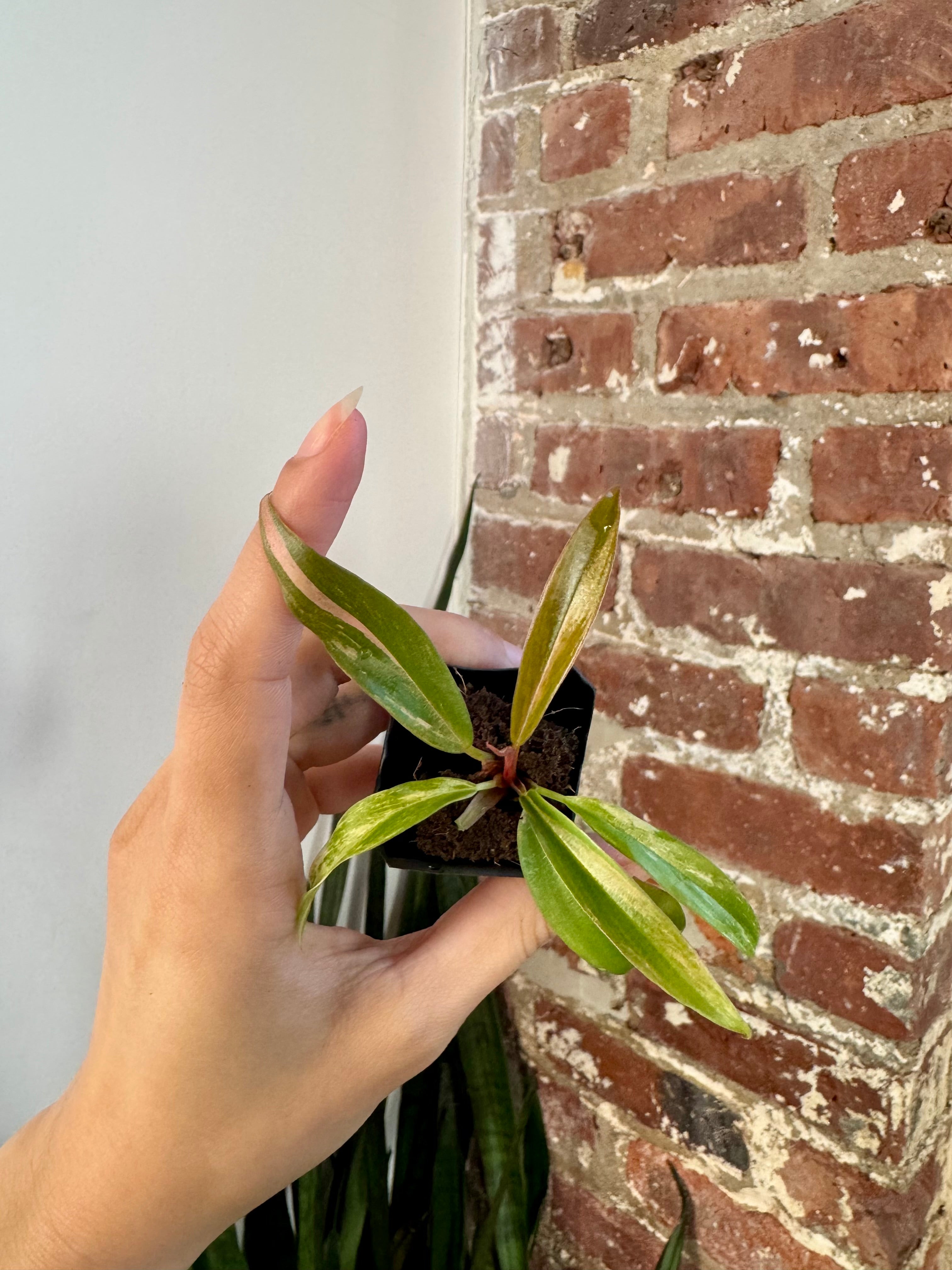 Philodendron Caramel Marble 8510