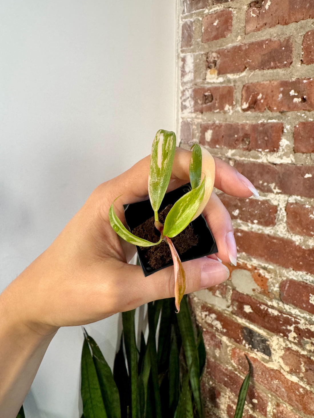 Philodendron Caramel Marble 8511