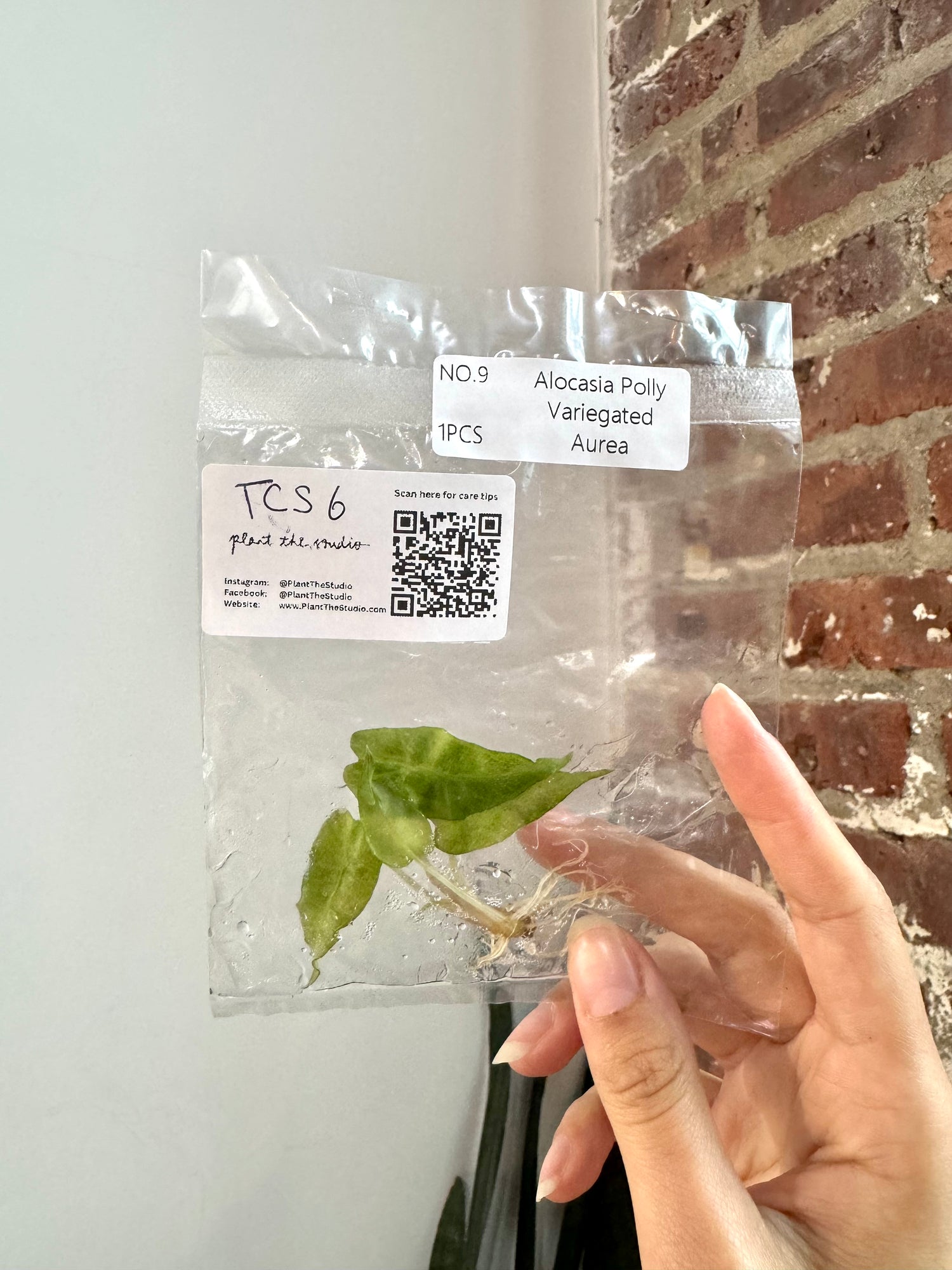 Alocasia Polly Aurea TCS 6