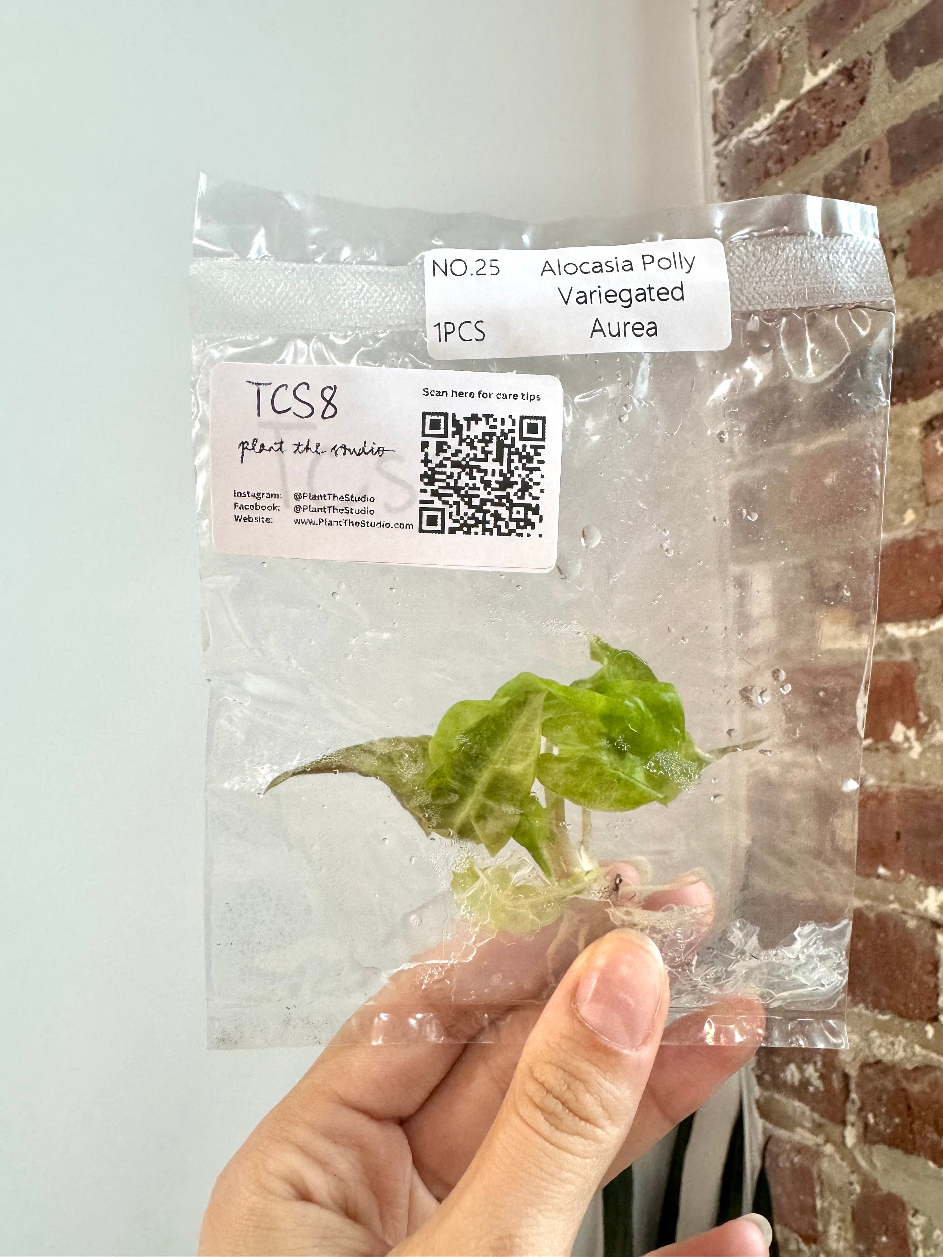 Alocasia Polly Aurea TCS 8