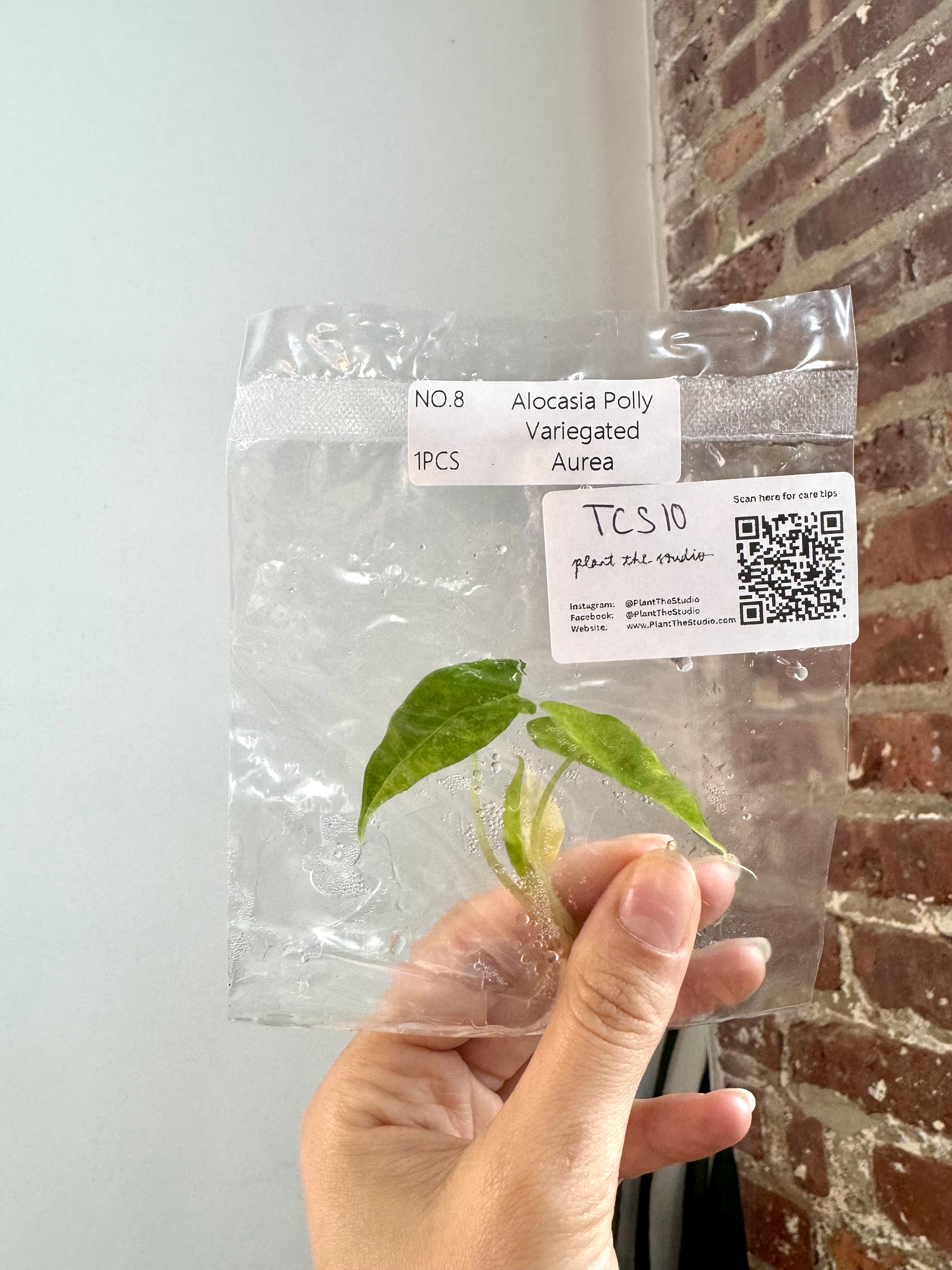 Alocasia Polly Aurea TC – PlantTheStudio