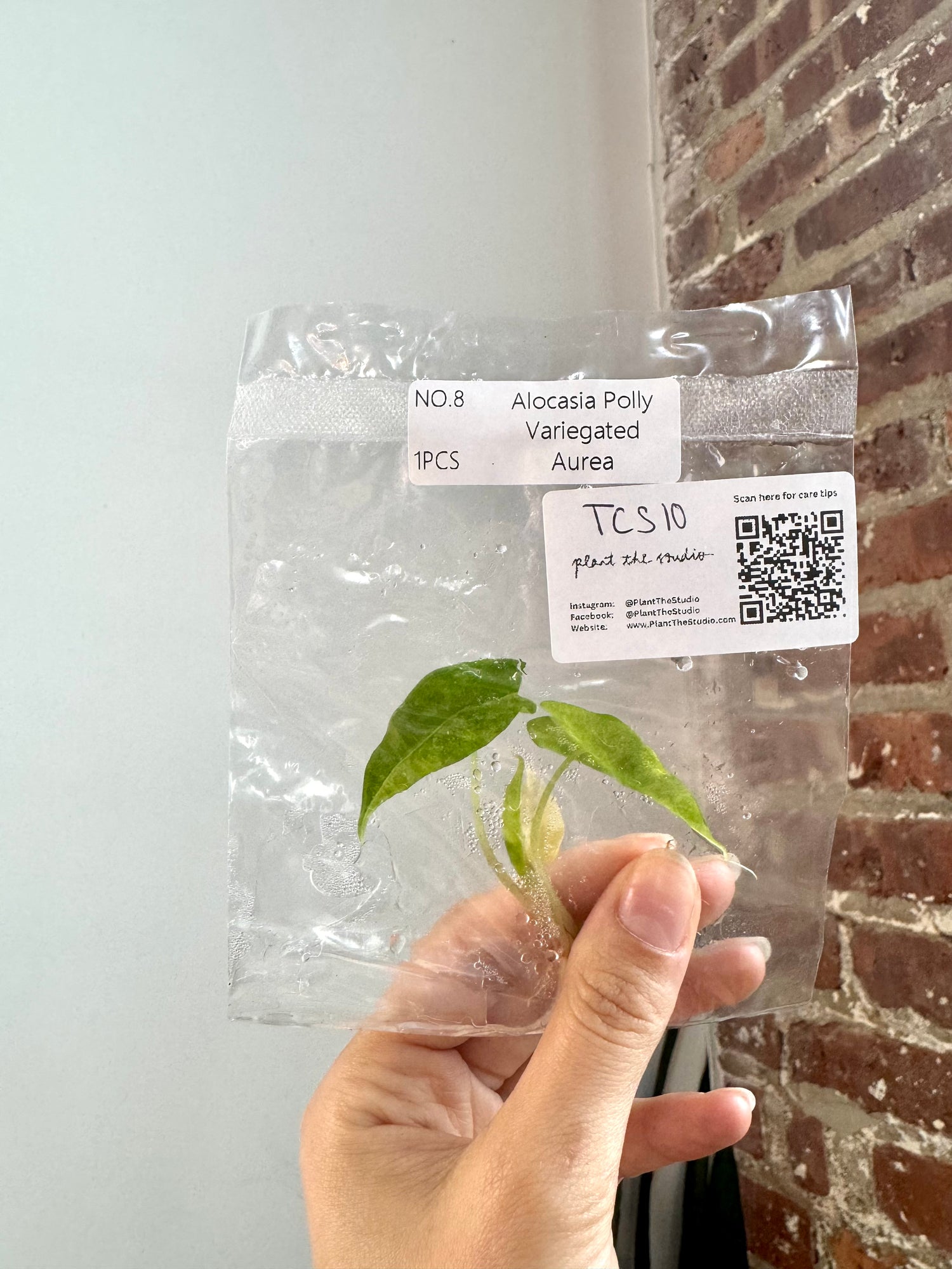 Alocasia Polly Aurea TCS 10