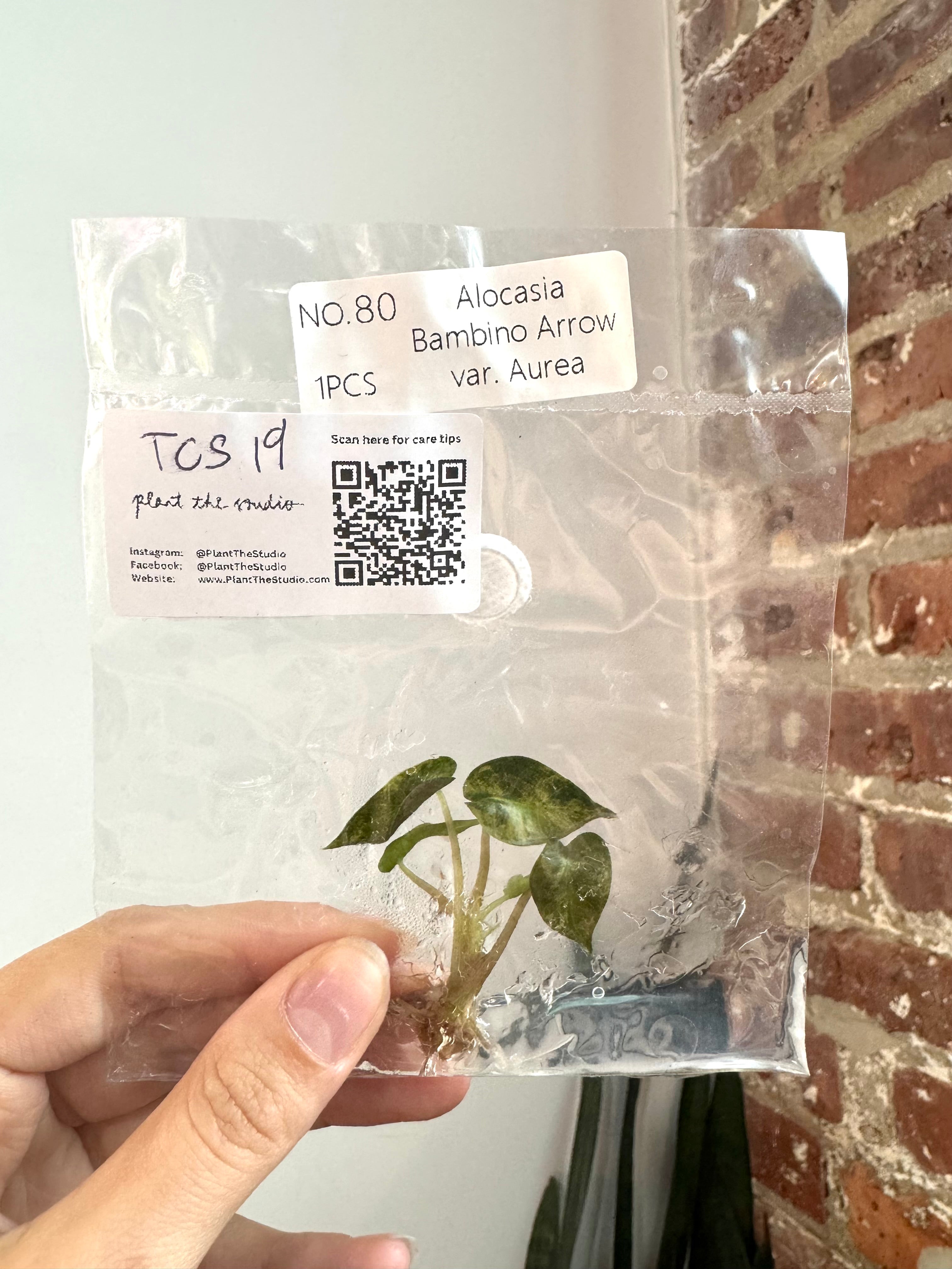 Alocasia Bambino Aurea TCS 19
