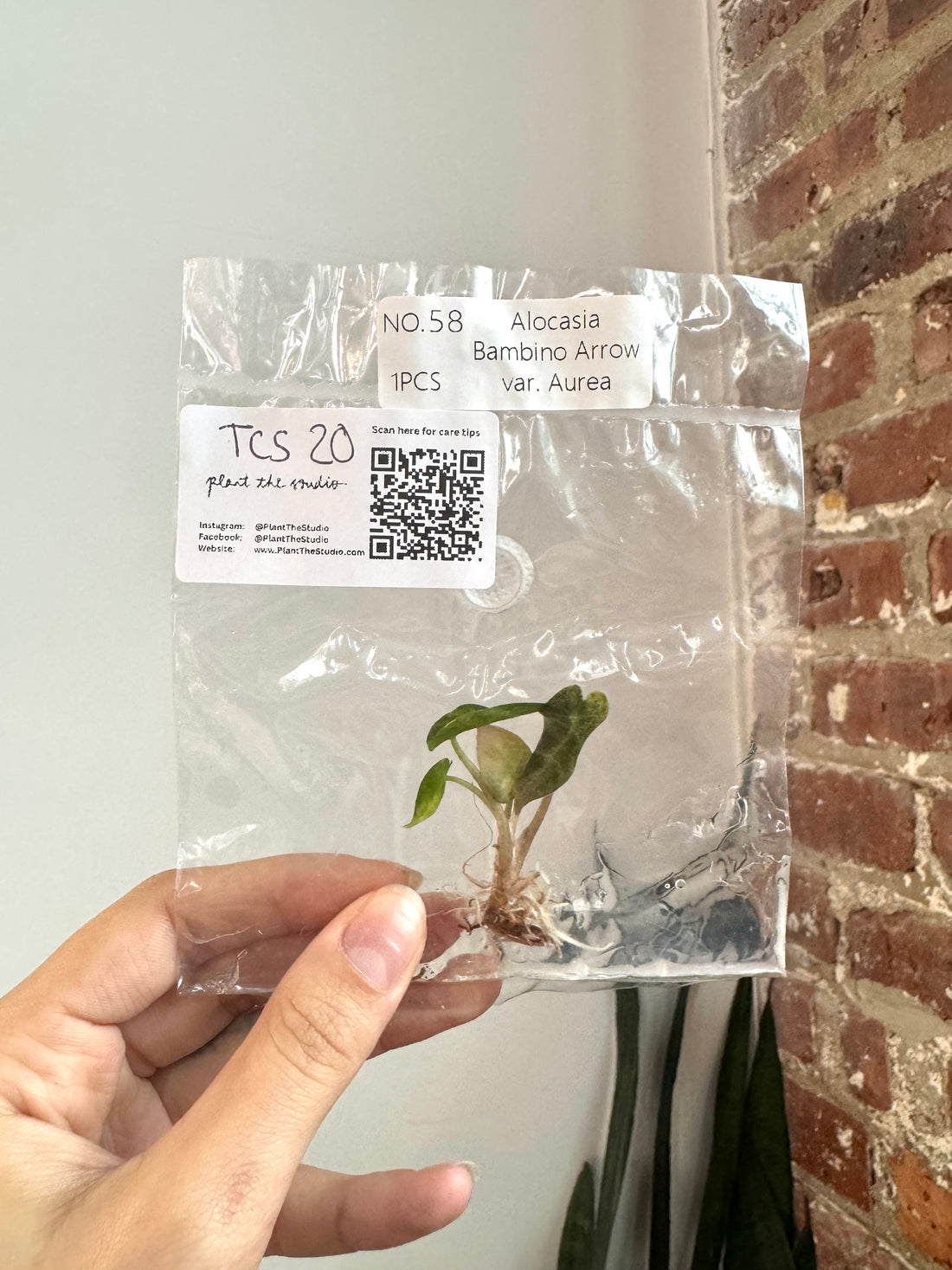 Alocasia Bambino Aurea TCS 20