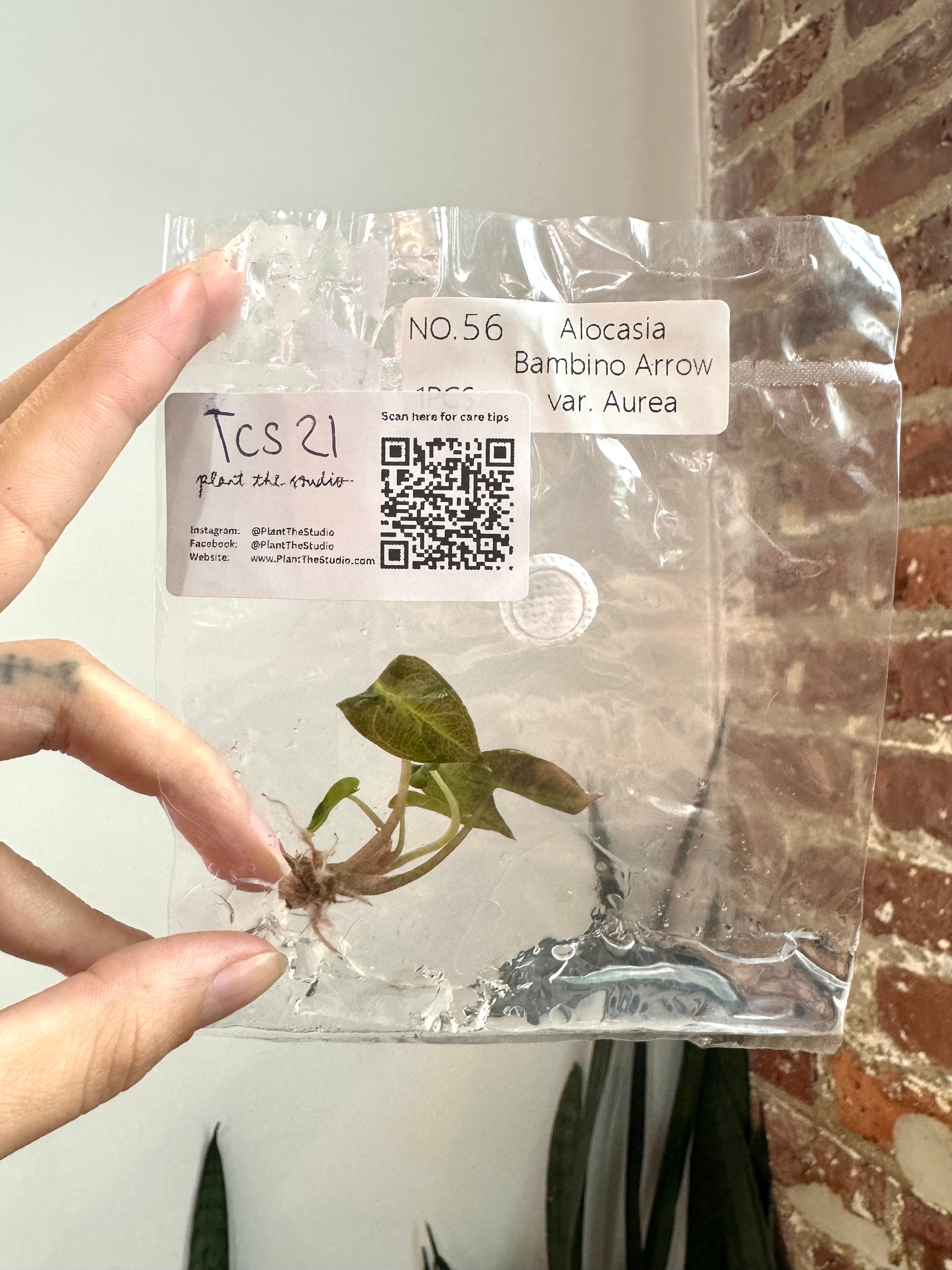 Products – PlantTheStudio