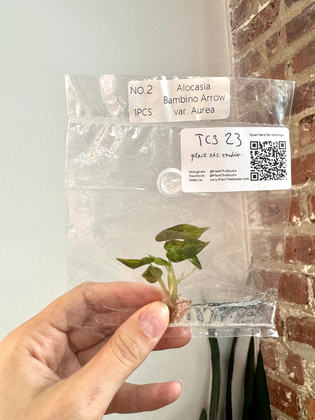 Alocasia Bambino Aurea TCS 23