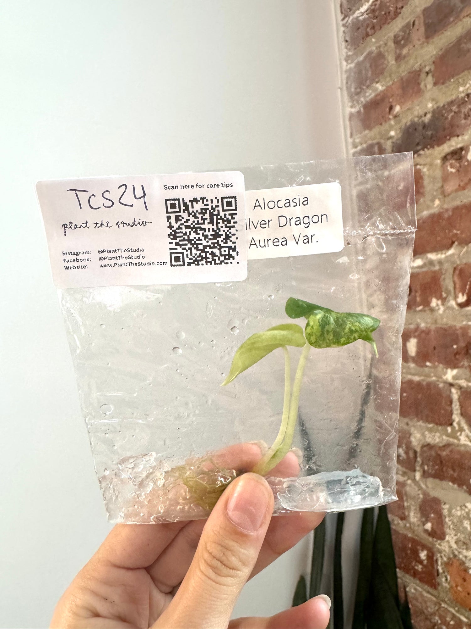 Alocasia Silver Dragon Aurea TCS 24