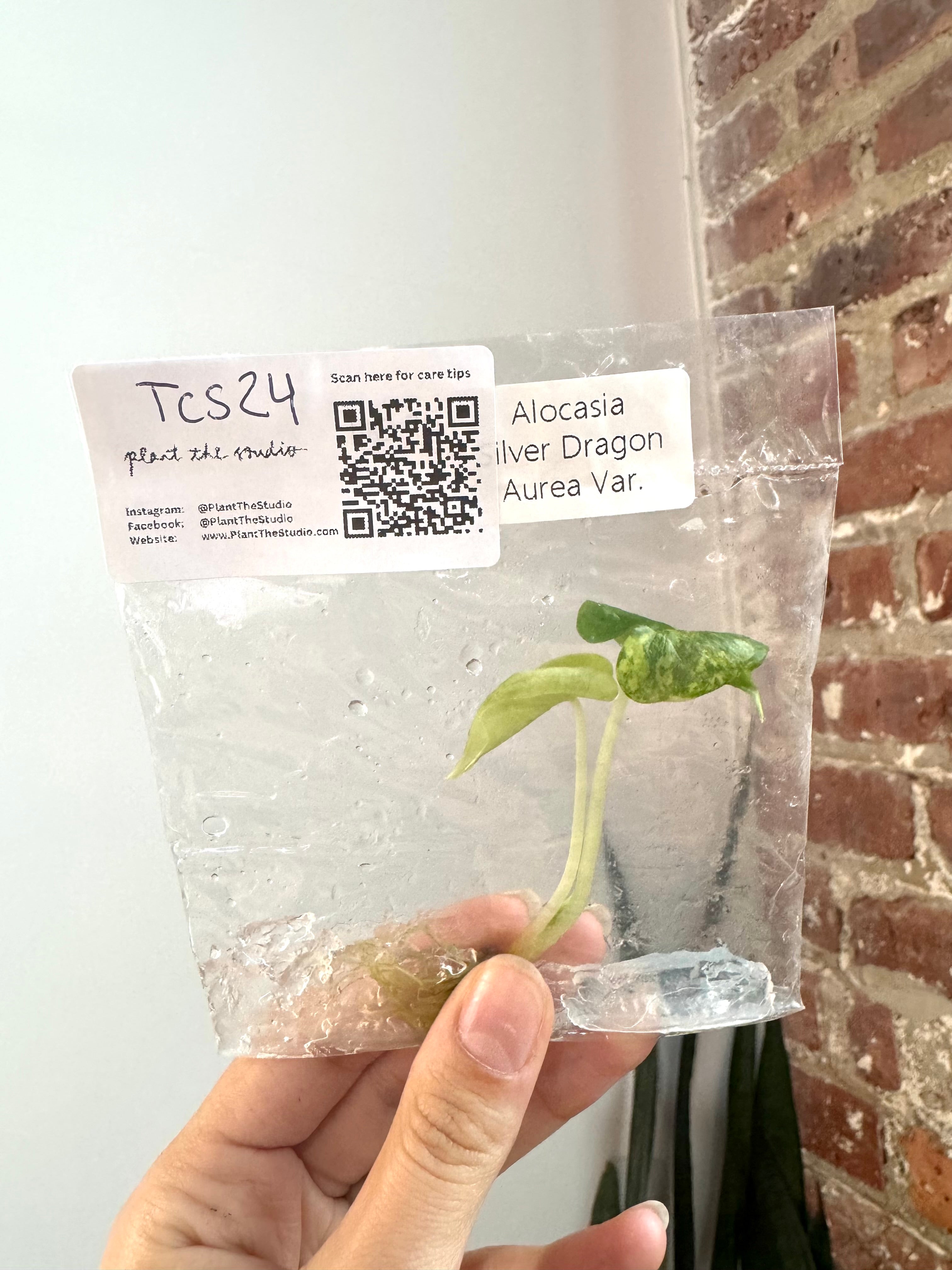 Alocasia Silver Dragon Aurea TCS 24