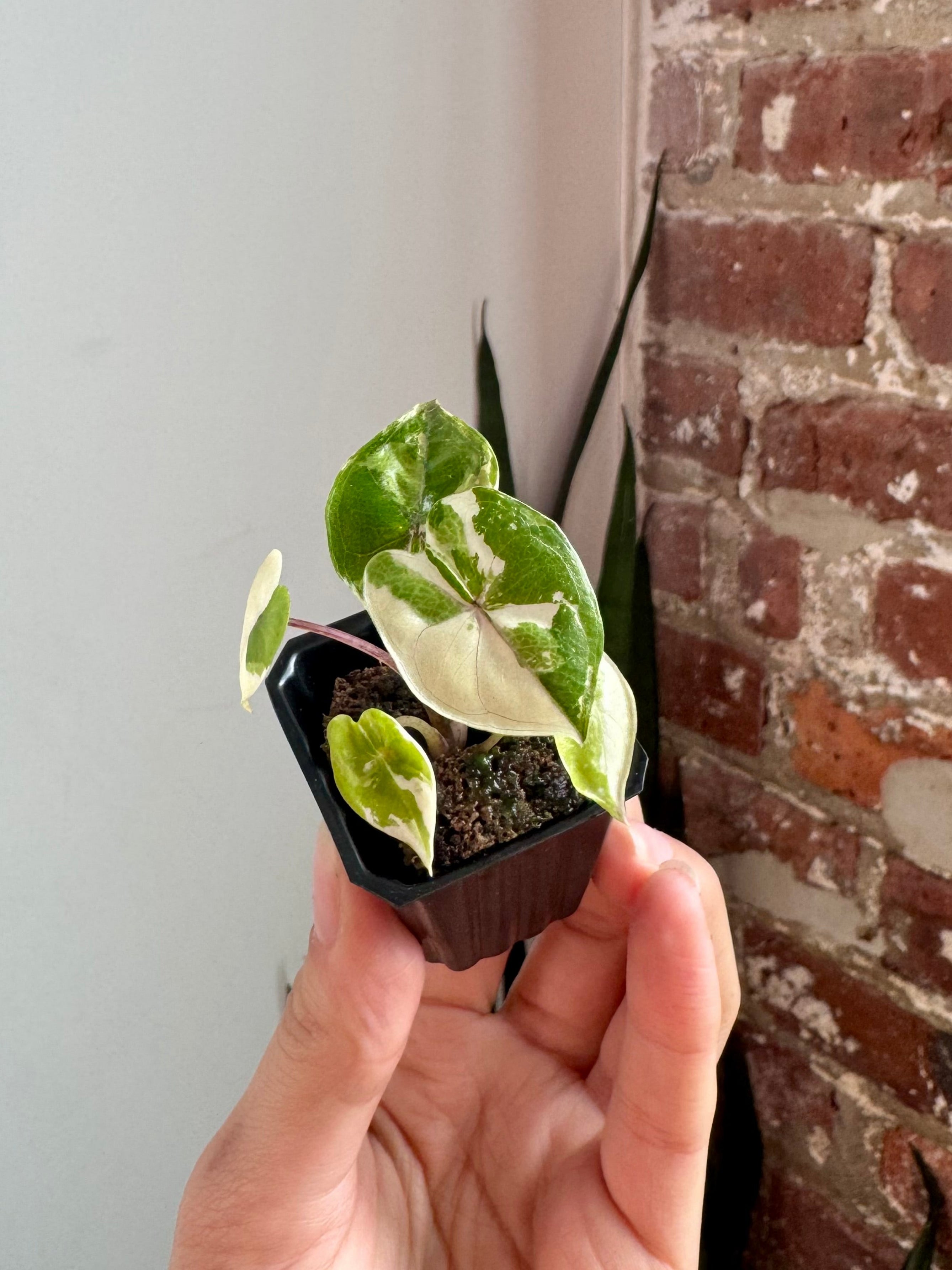 Alocasia Yucatan Princess Var. Albo 8584