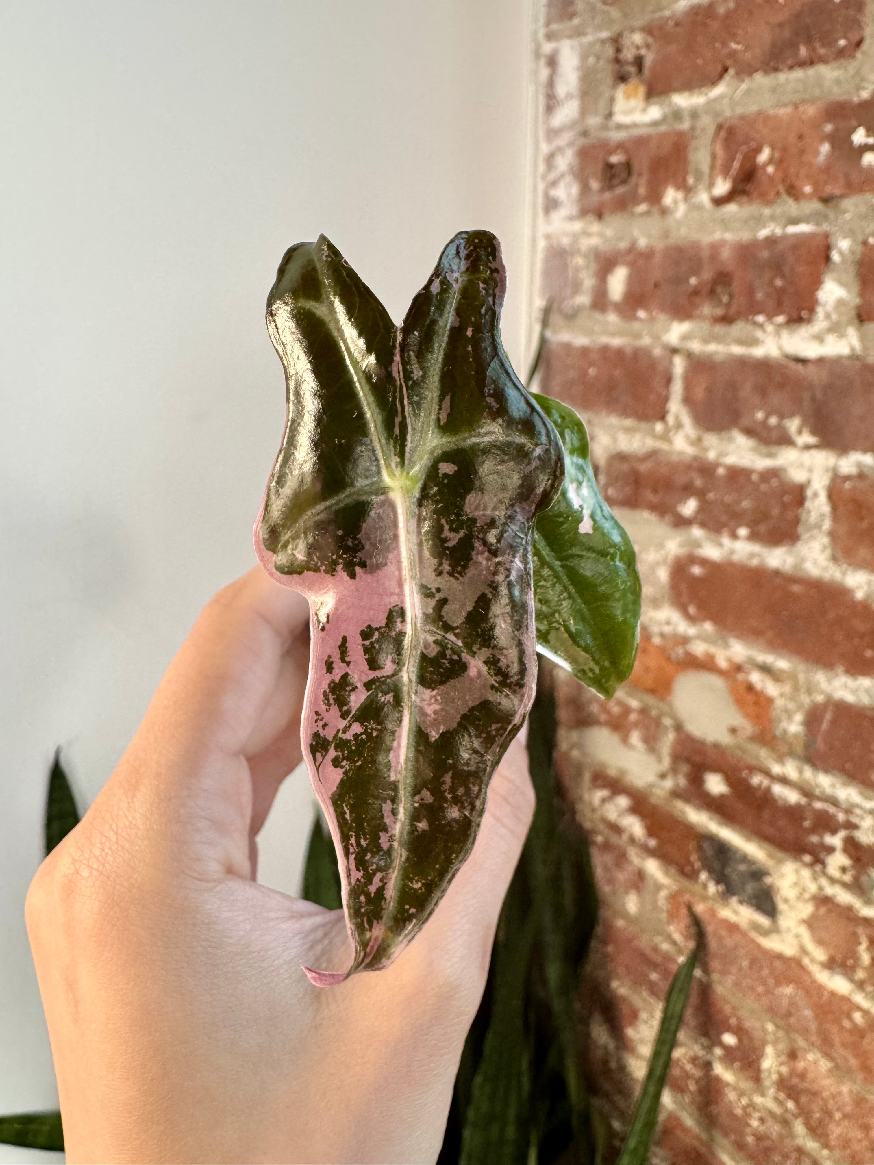 Alocasia Pink Nobilis 8519