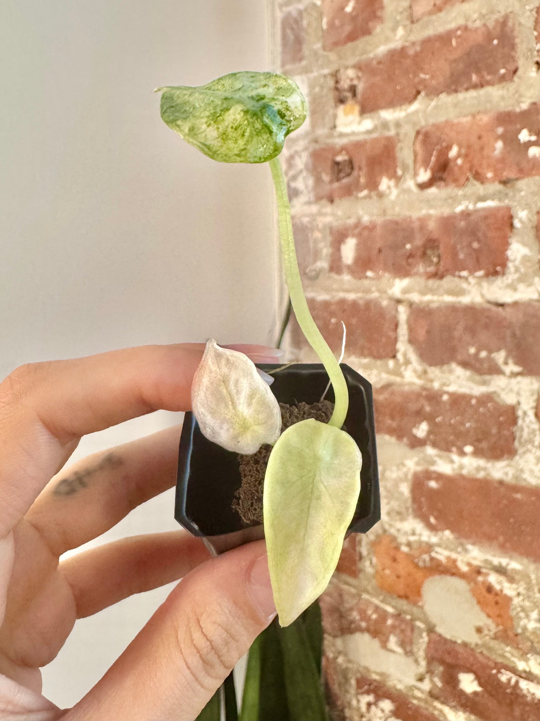 Alocasia Ninja Tricolor 8606