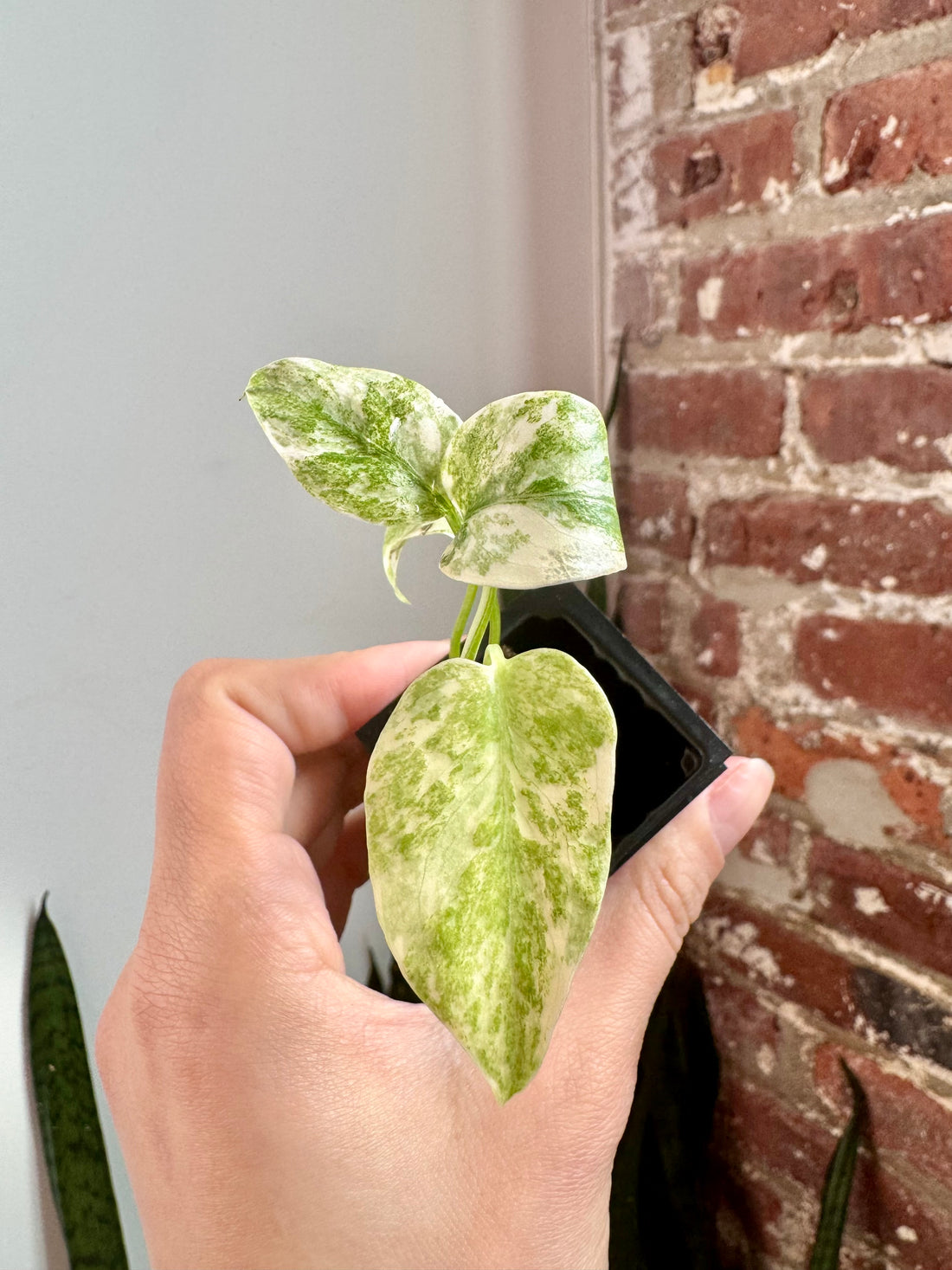 Monstera Legacy (Grower&