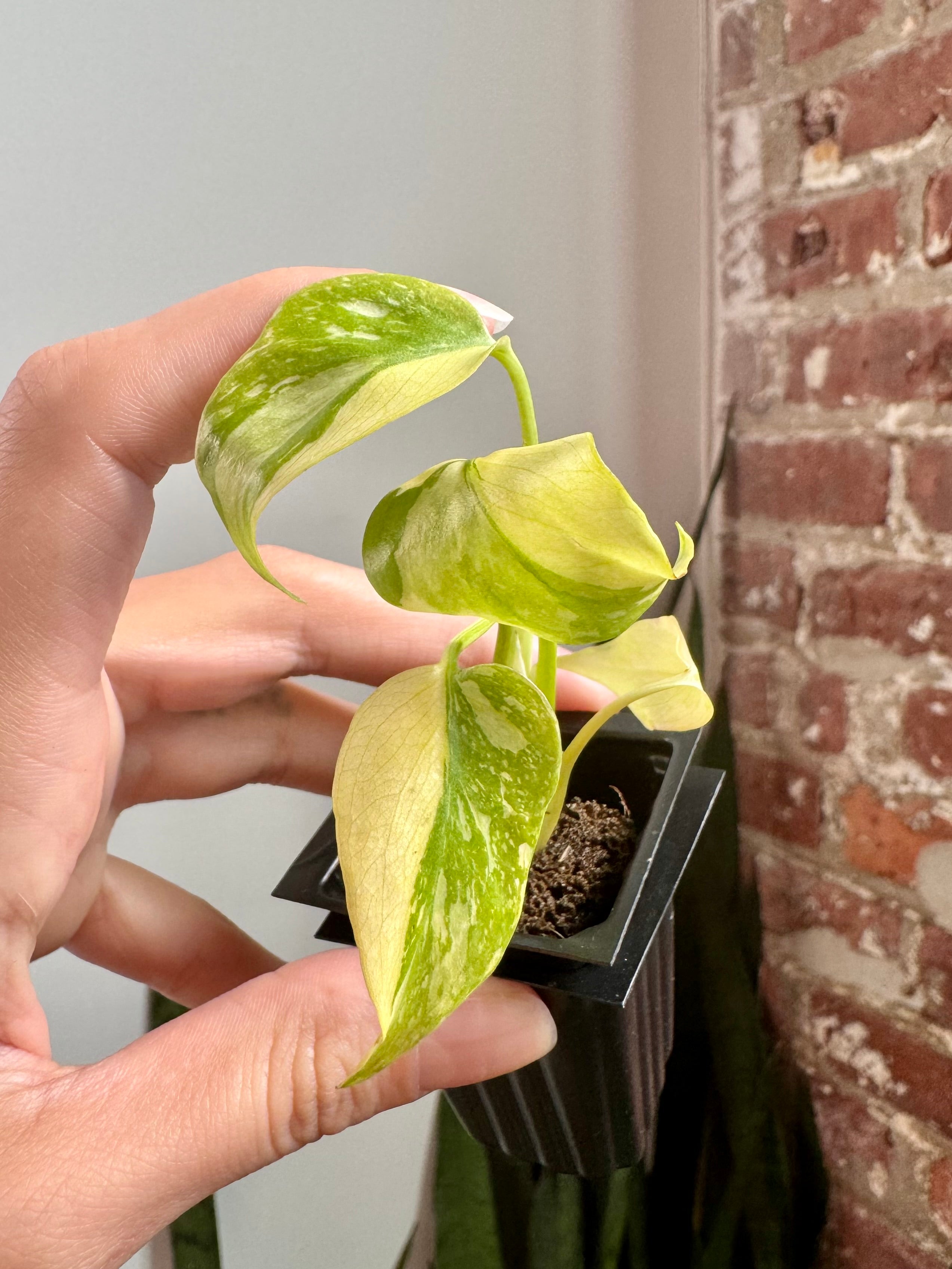 Products – Page 6 – PlantTheStudio
