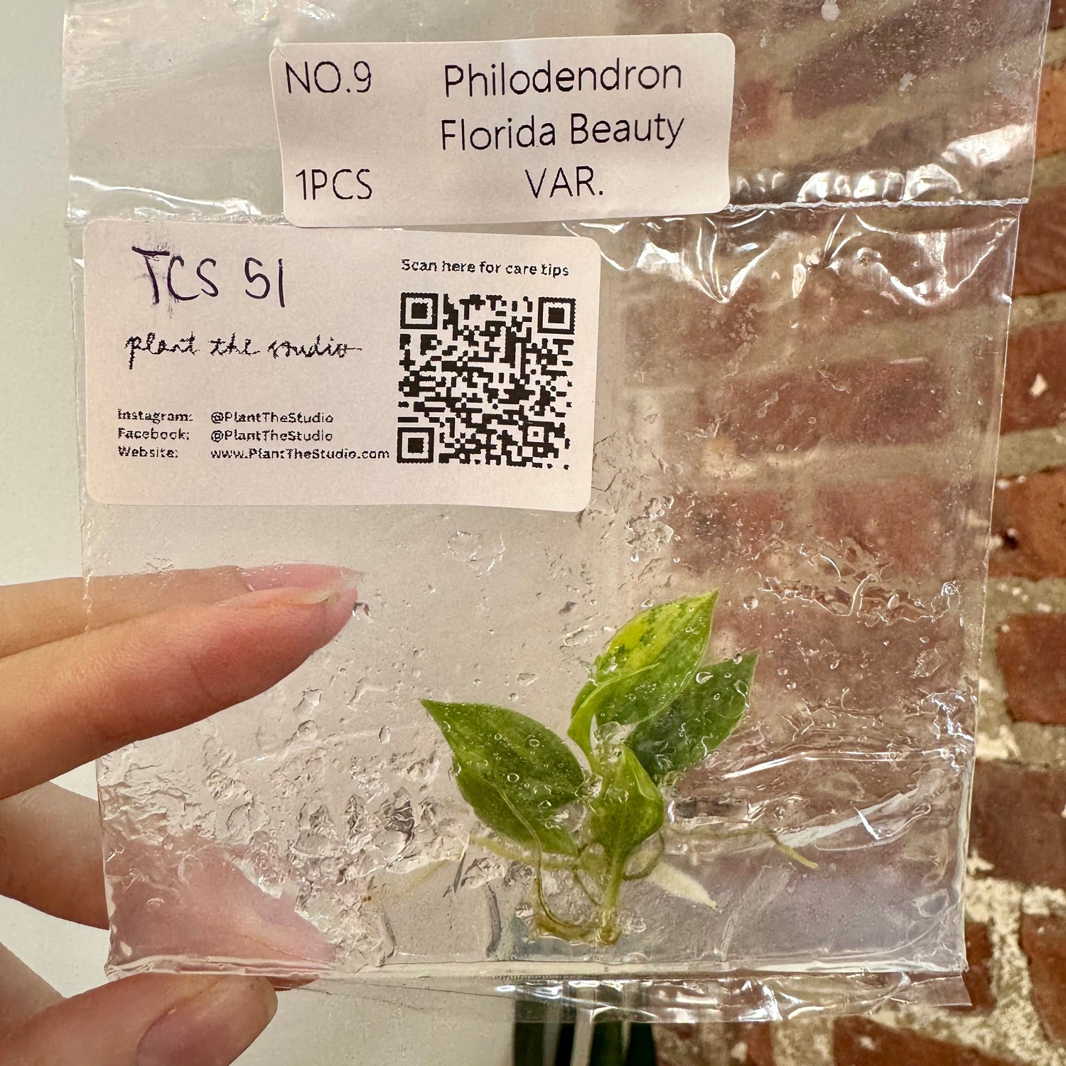 Philodendron Florida Beauty Var. TCS 51