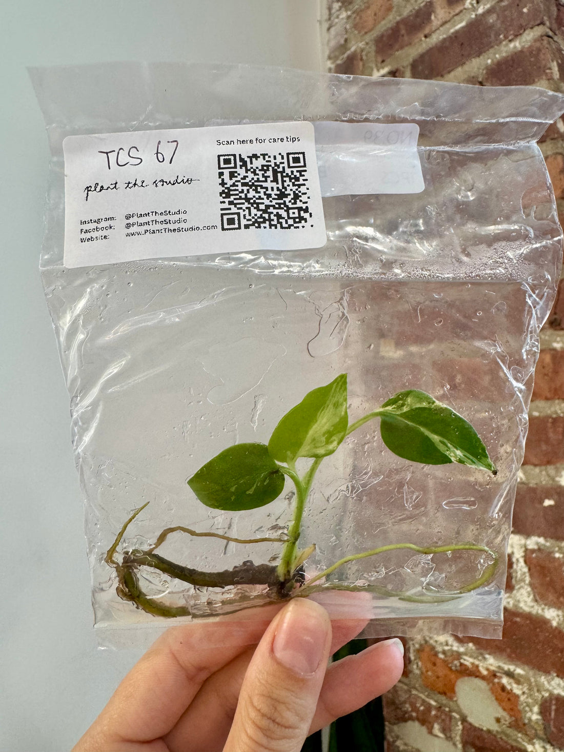Monstera Bulbasaur TCS 67