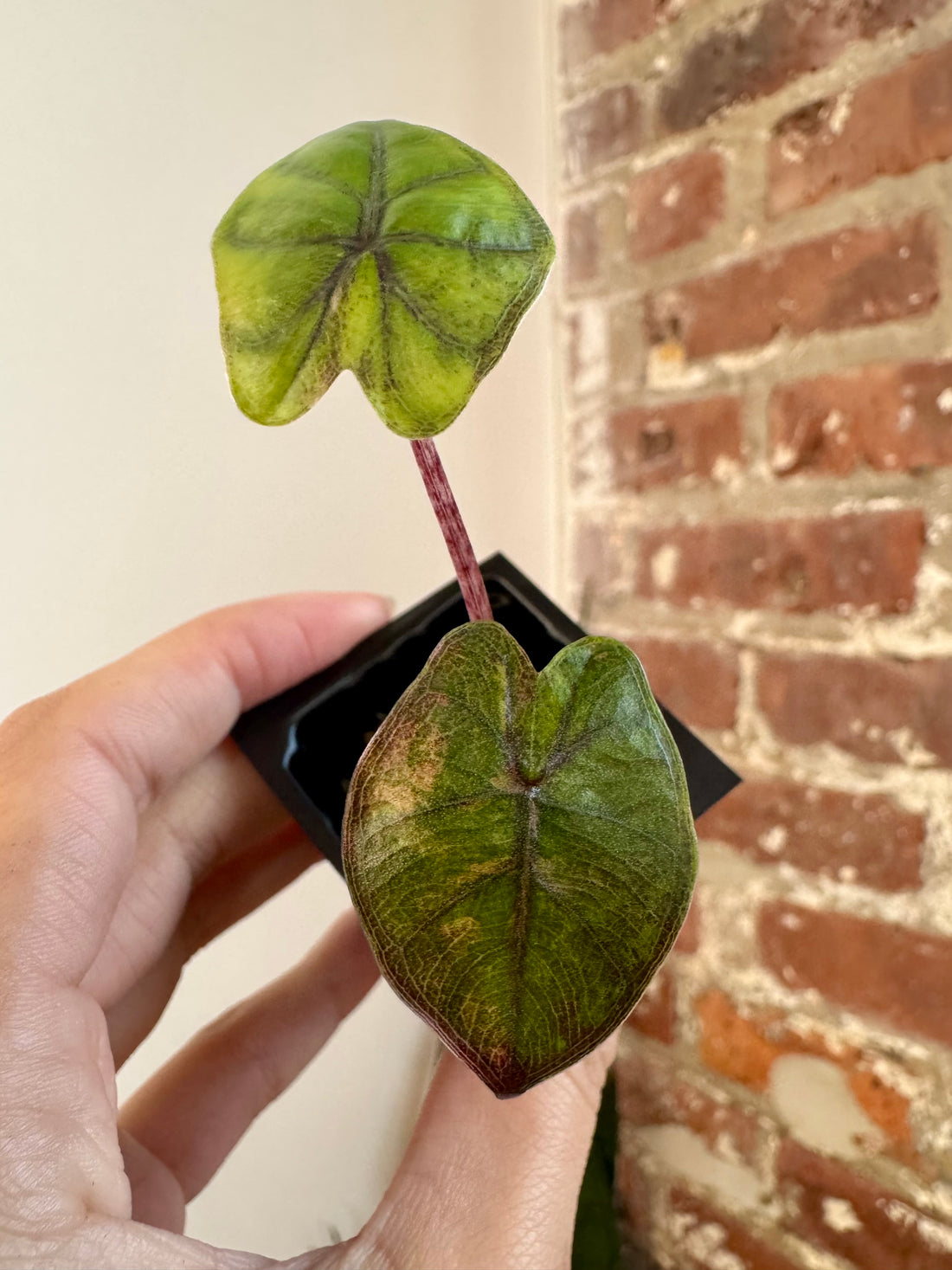 Alocasia Yucatan Princess Aurea 8674