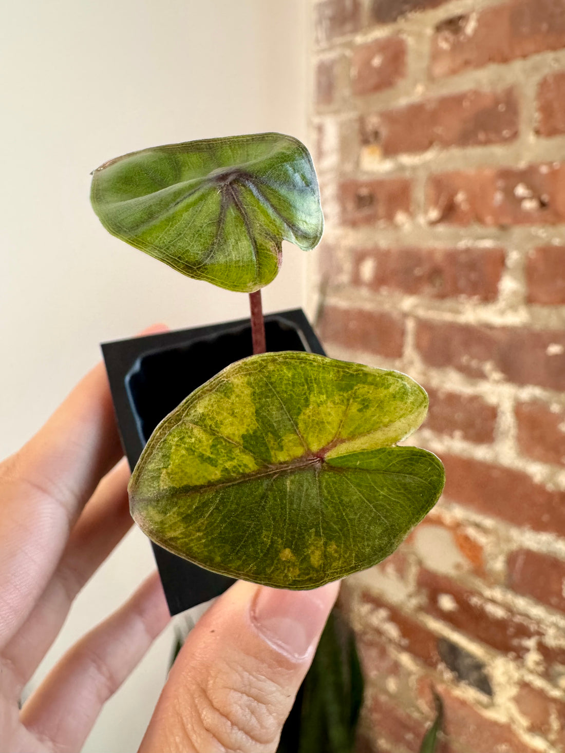 Alocasia Yucatan Princess Aurea 8675