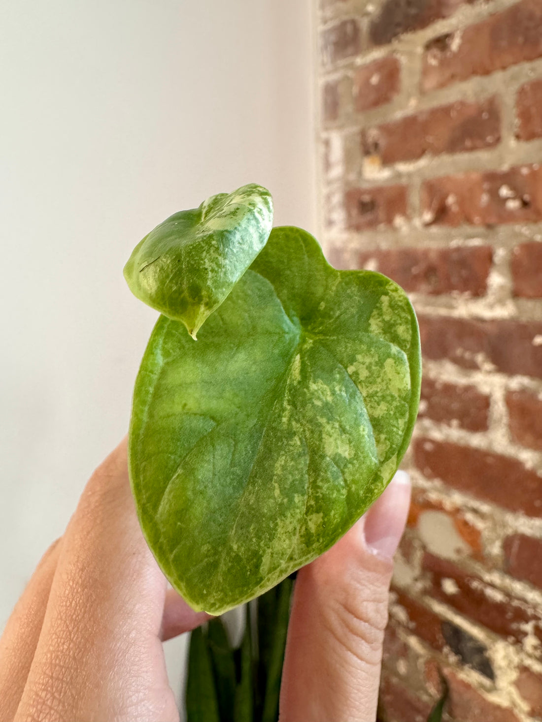Alocasia Silver Dragon Aurea 8756