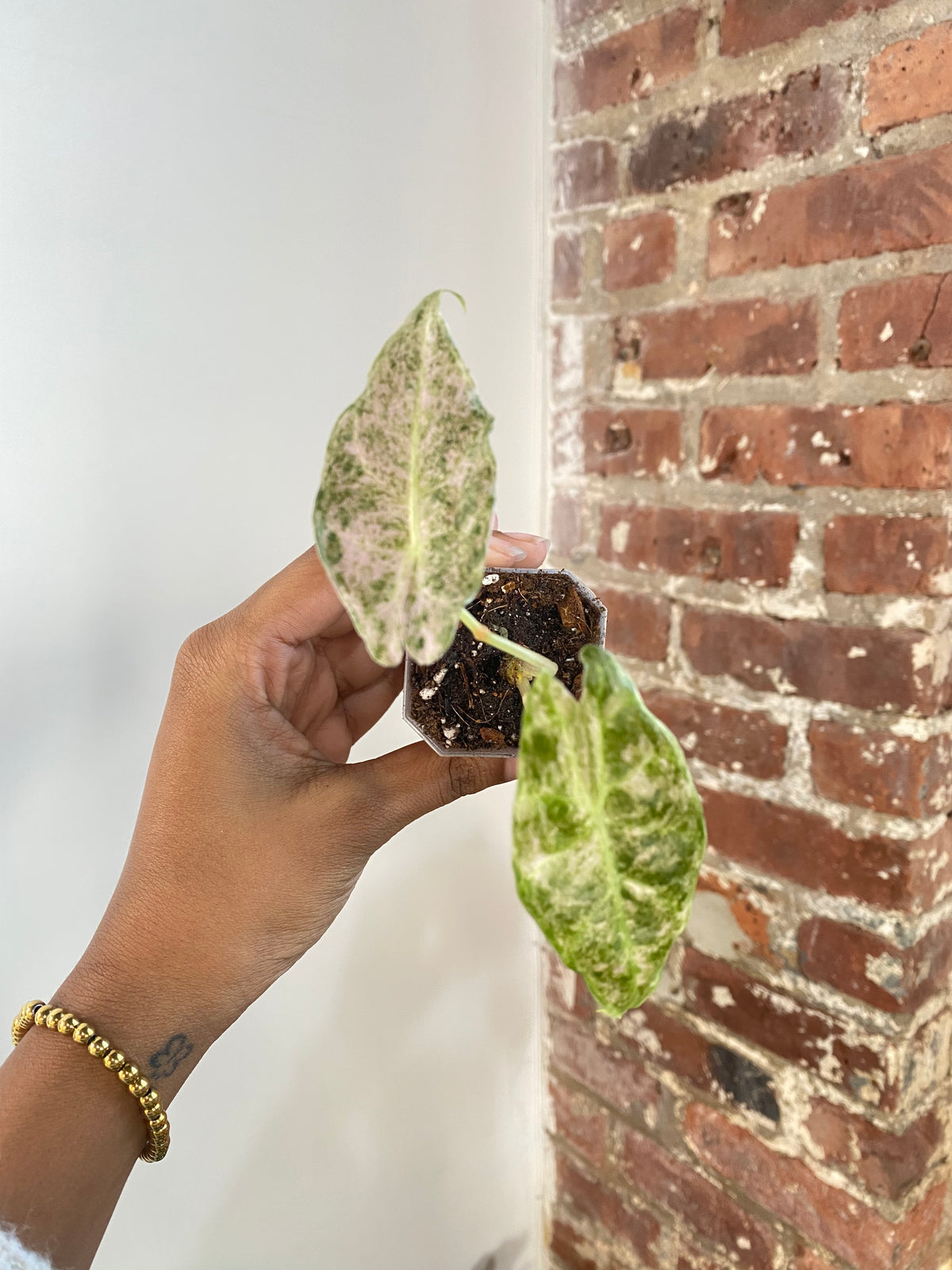Alocasia Black Satun "Stardust"  Potted 3549