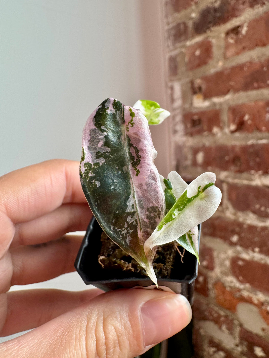 Alocasia Bambino Albo Pink 8758