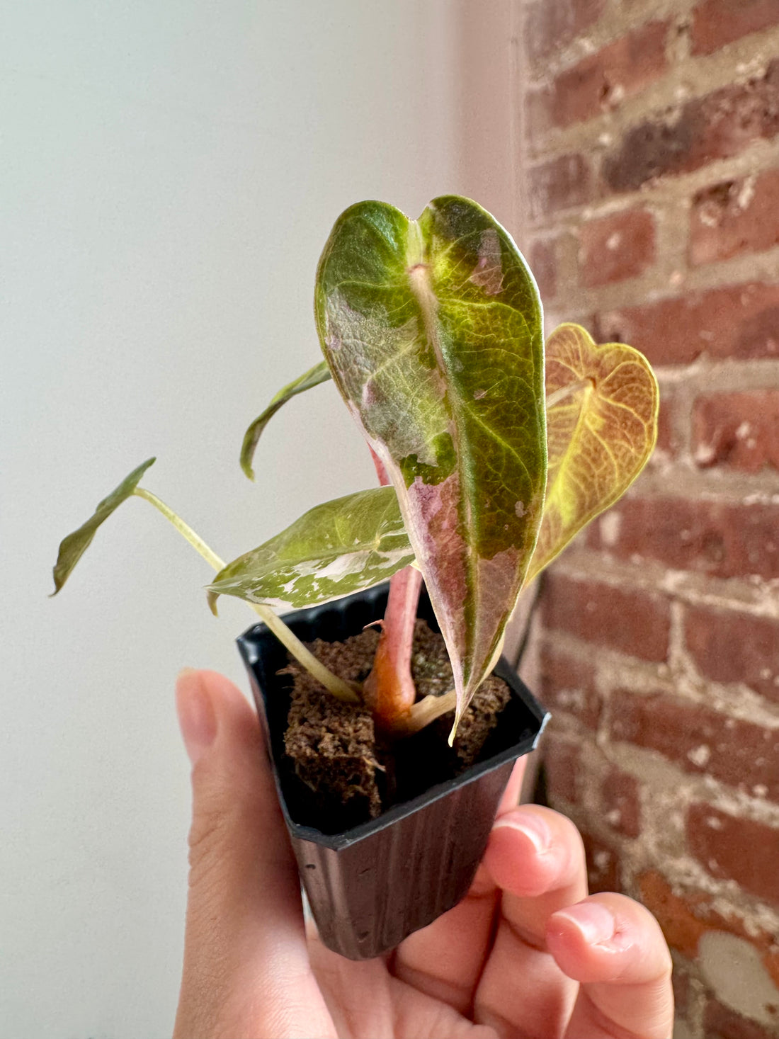 Alocasia Bambino Albo Pink 7908