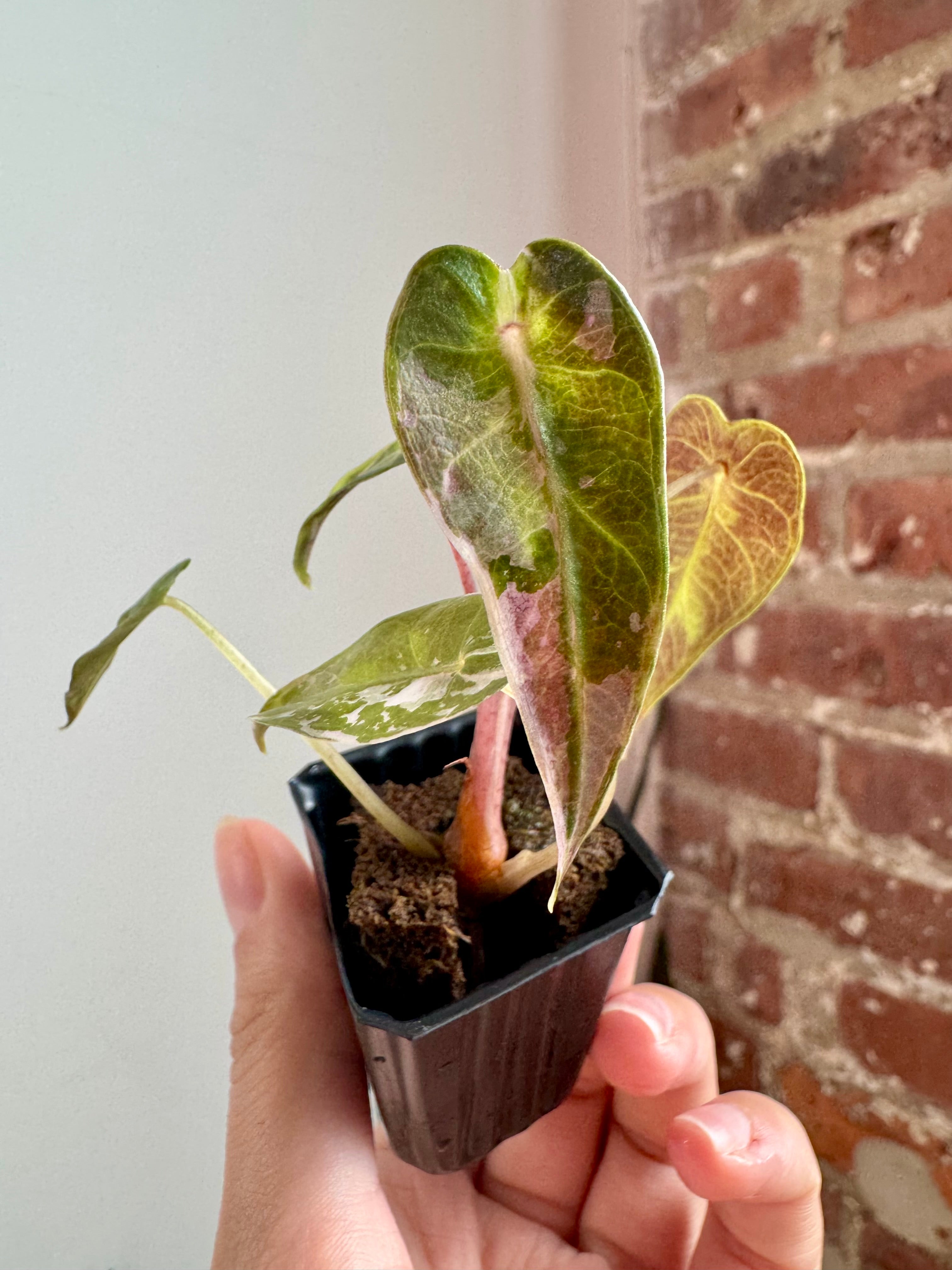 Alocasia Bambino Albo Pink 7908